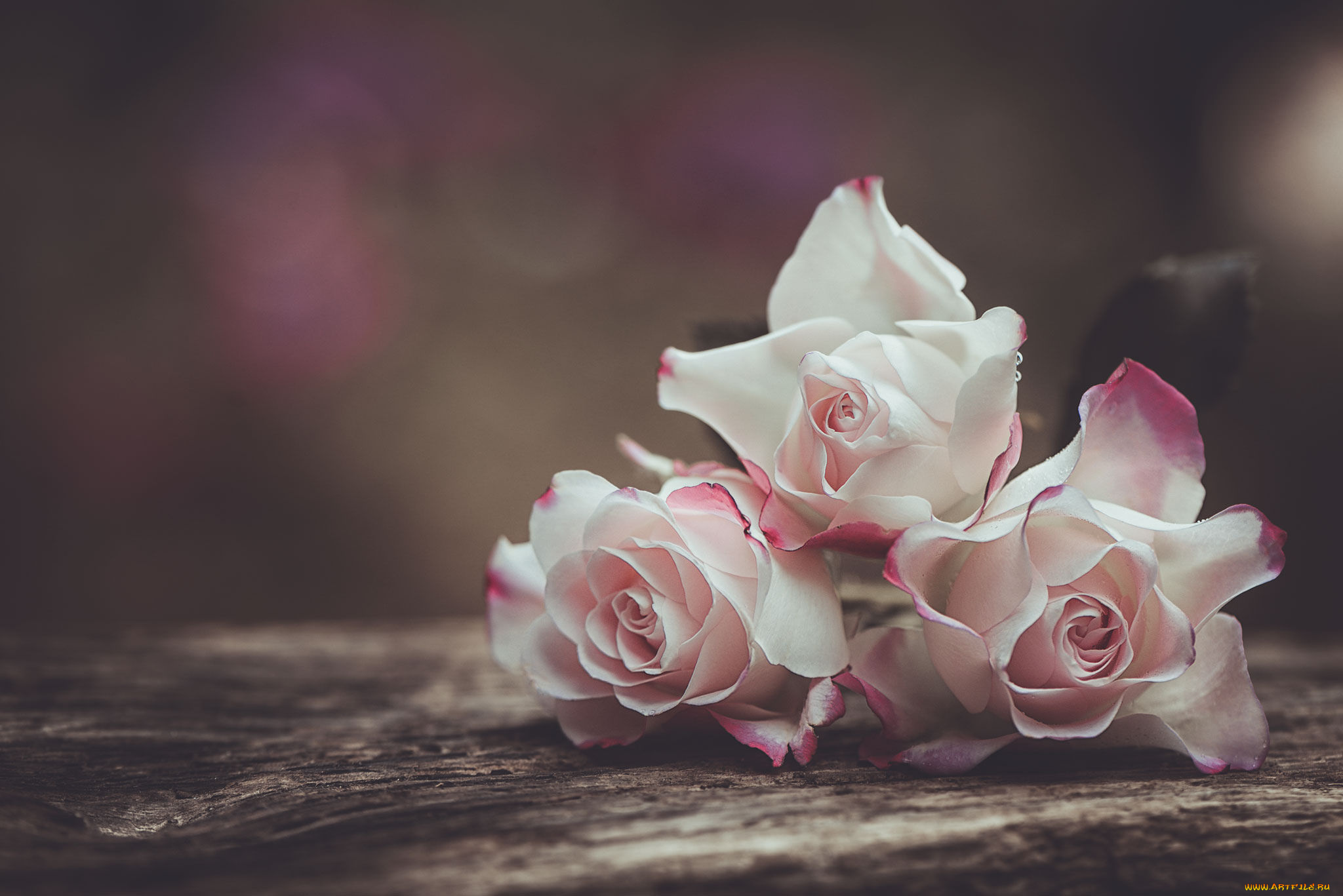 цветы, розы, цвет, цветение, лепестки, роза