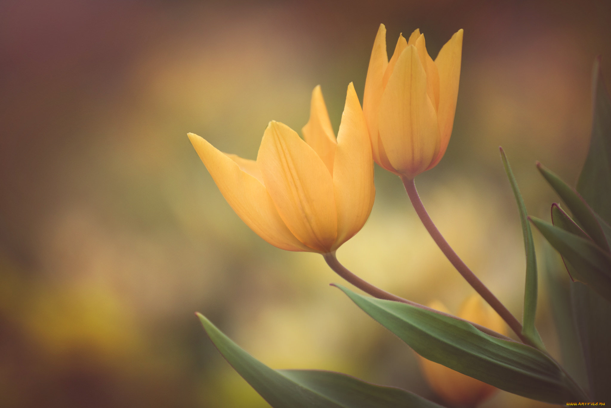 цветы, тюльпаны, цветение, цвет