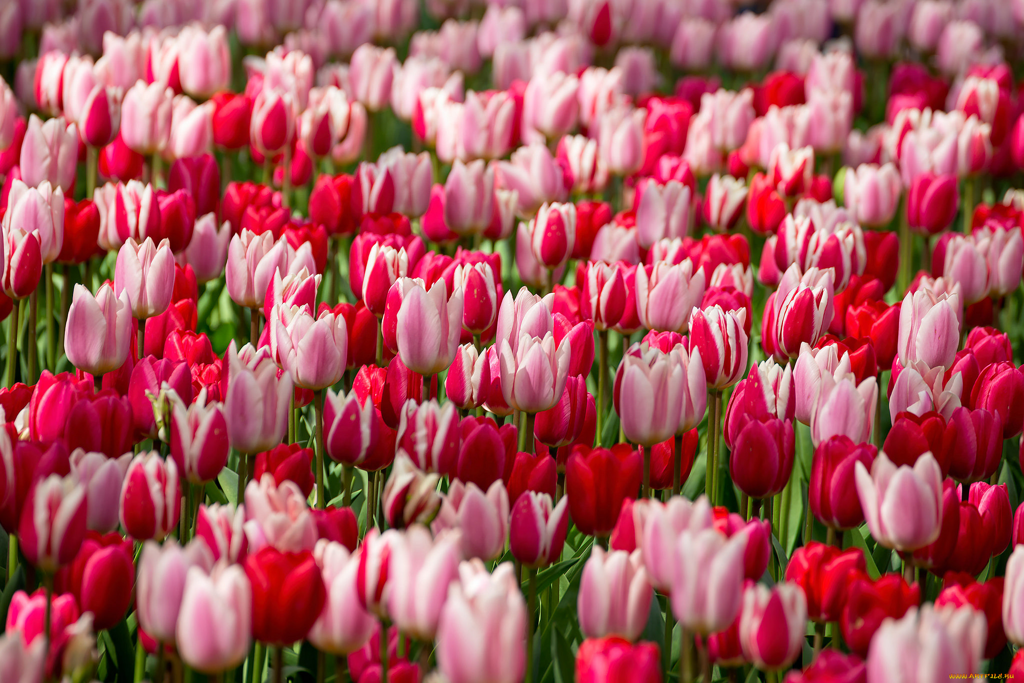 цветы, тюльпаны, цветение, цвет