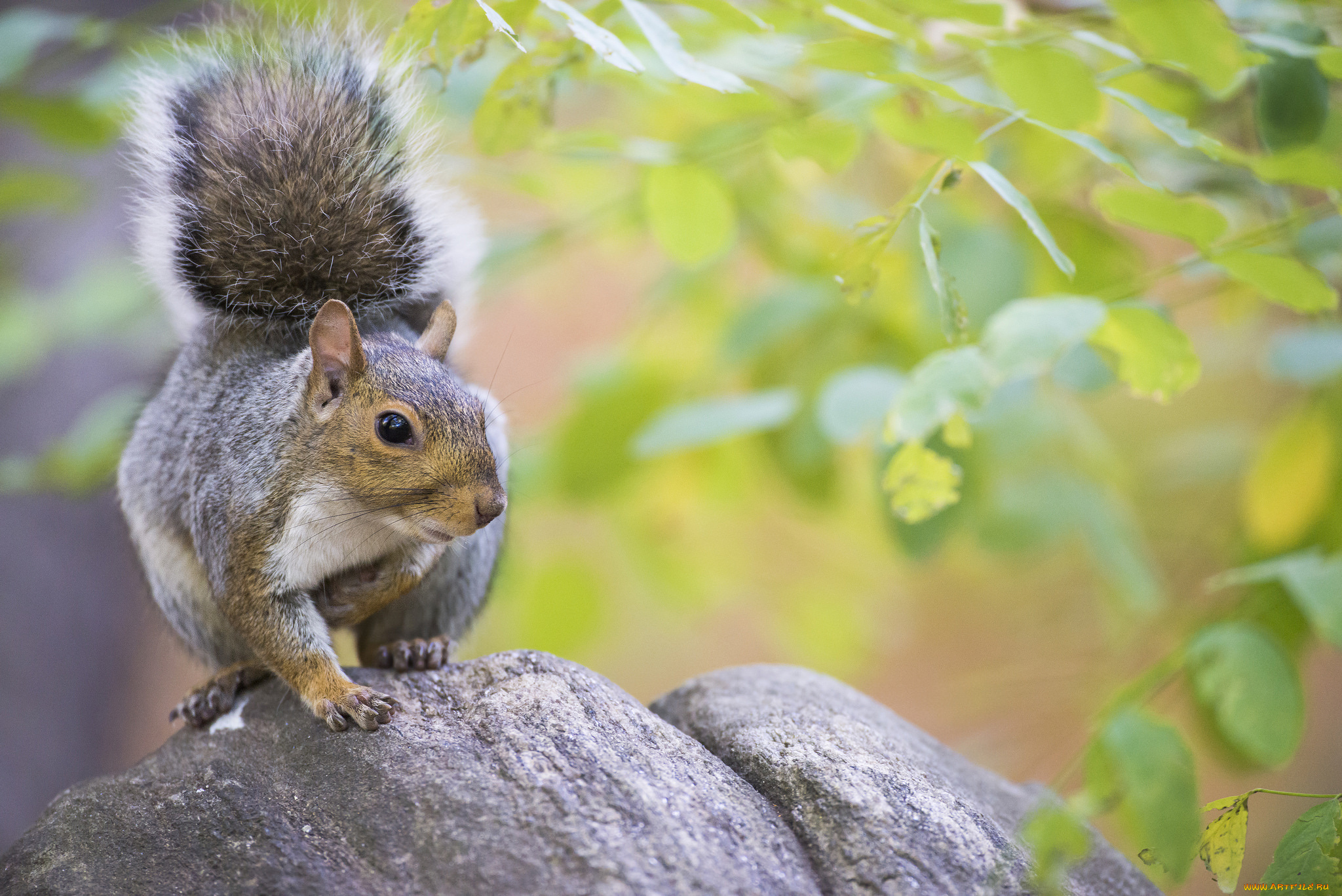 животные, белки, белочка