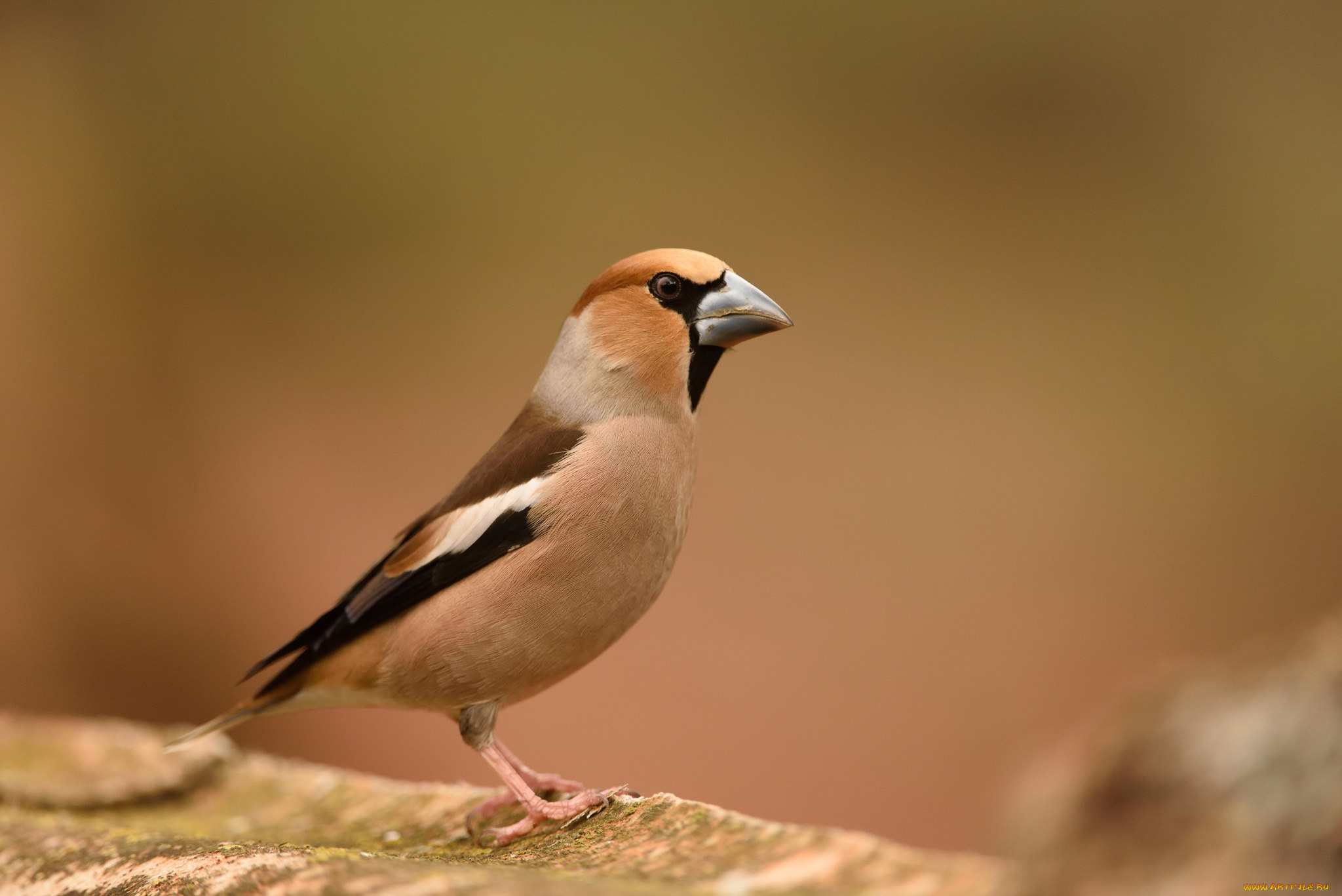 животные, птицы, птичка