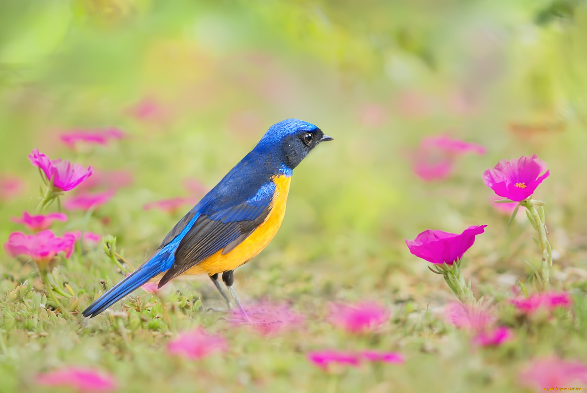 животные, птицы, цветы, перья, окрас, птица