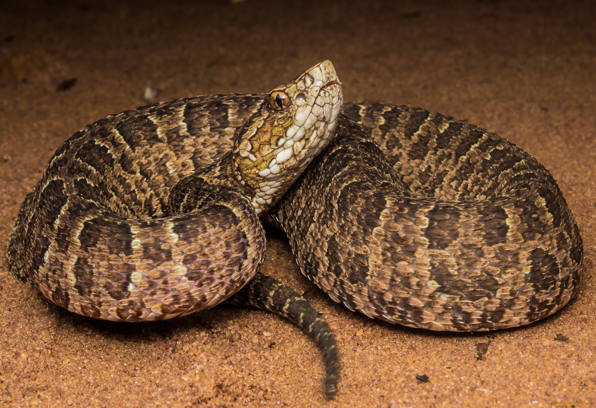 животные, змеи, , питоны, , кобры, змея