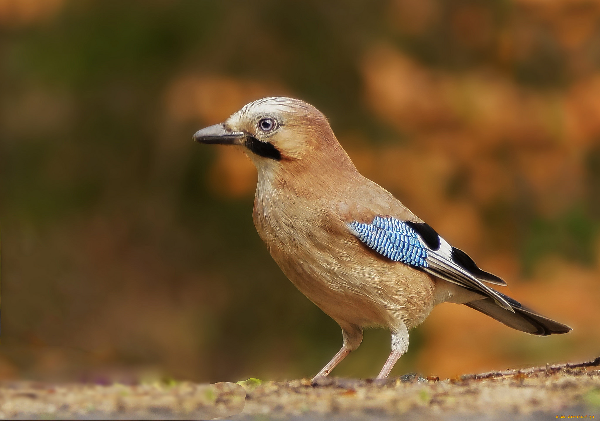 животные, сойки, птичка