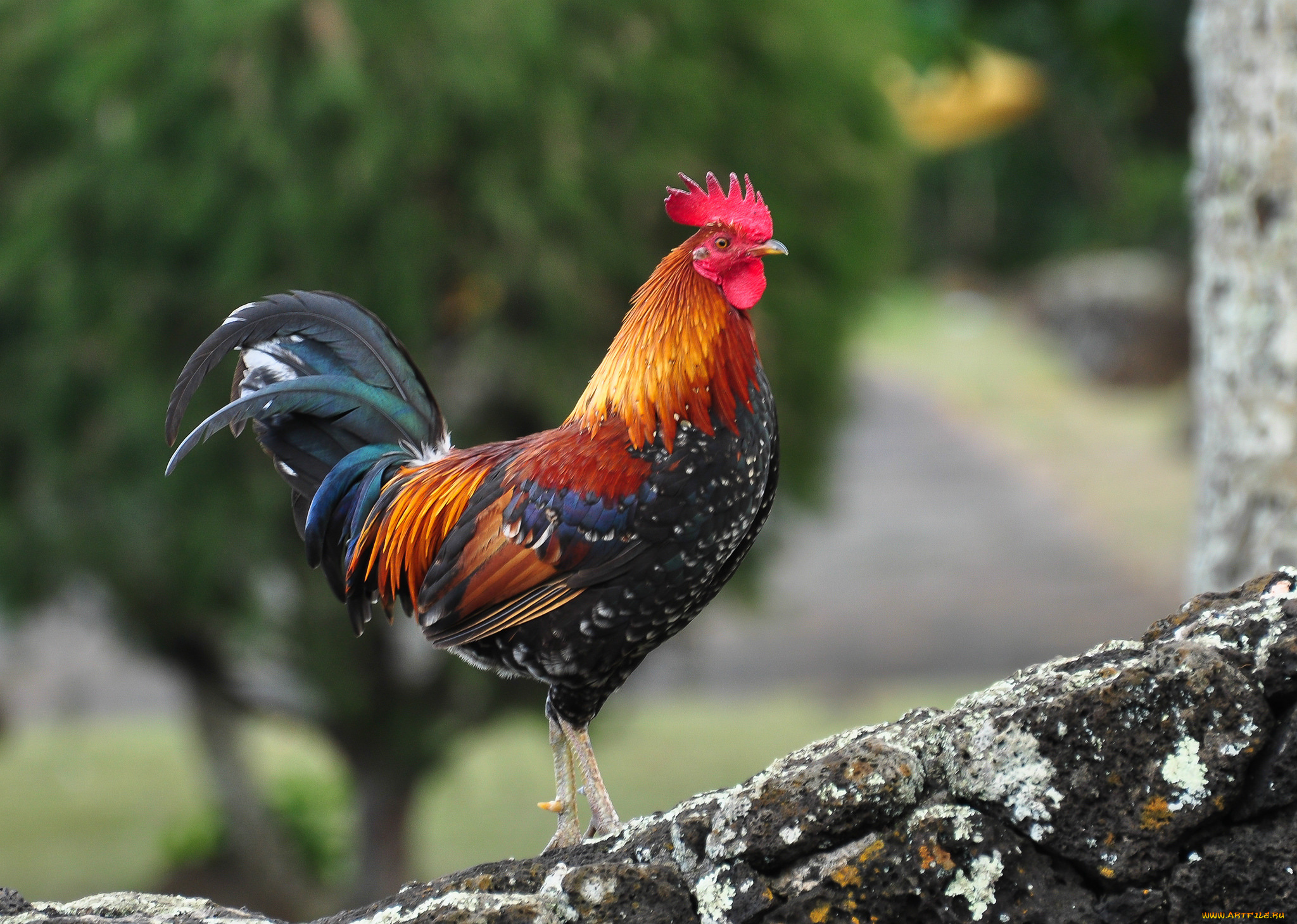 животные, куры, , петухи, птичка