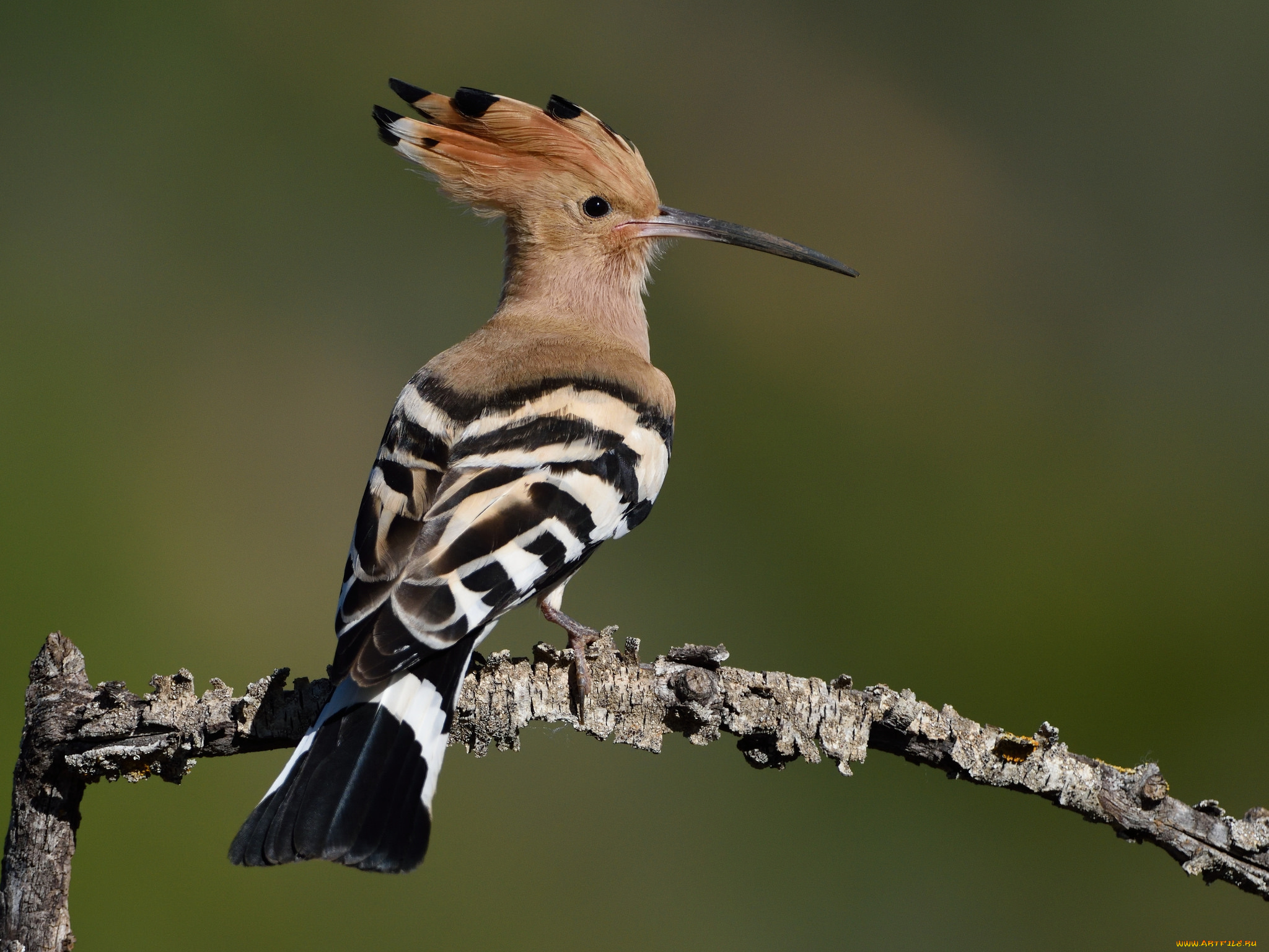 животные, удоды, птичка