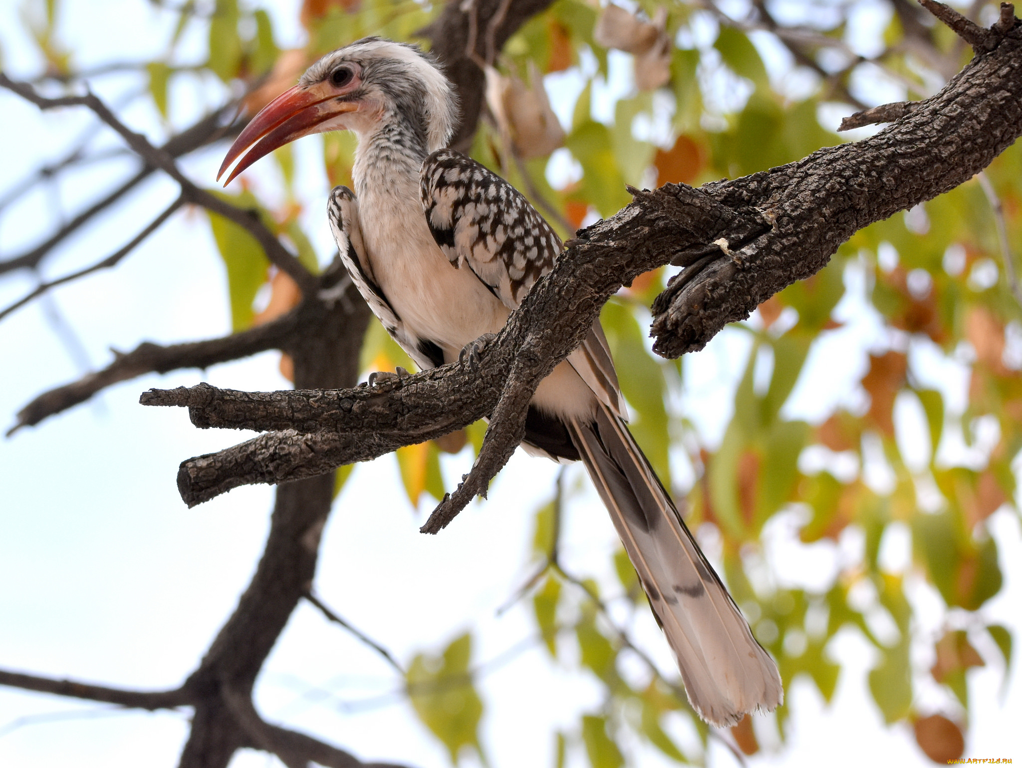 животные, птицы, птичка