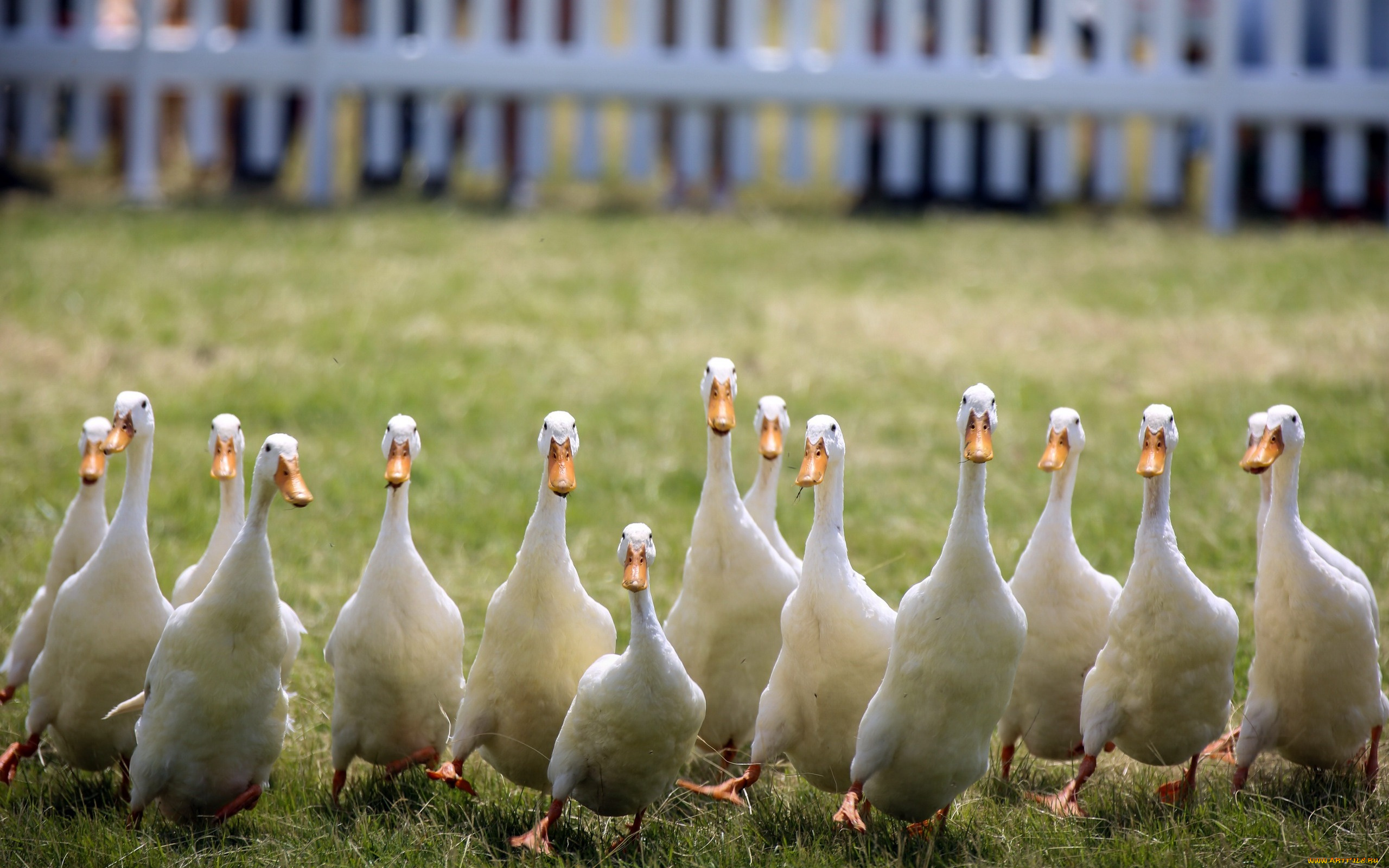 животные, утки, птицы, природа