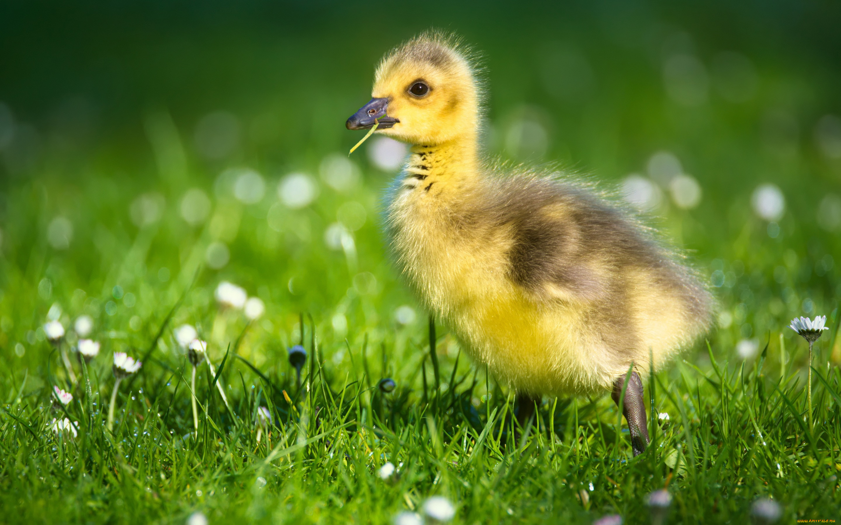 животные, гуси, гусь, фауна, гусёнок, ромашки, лето, цветы, птицы, гусенок, зеленый, фон, боке, трава, птенец, зелень, маленький, милый, желтый, малыш, природа