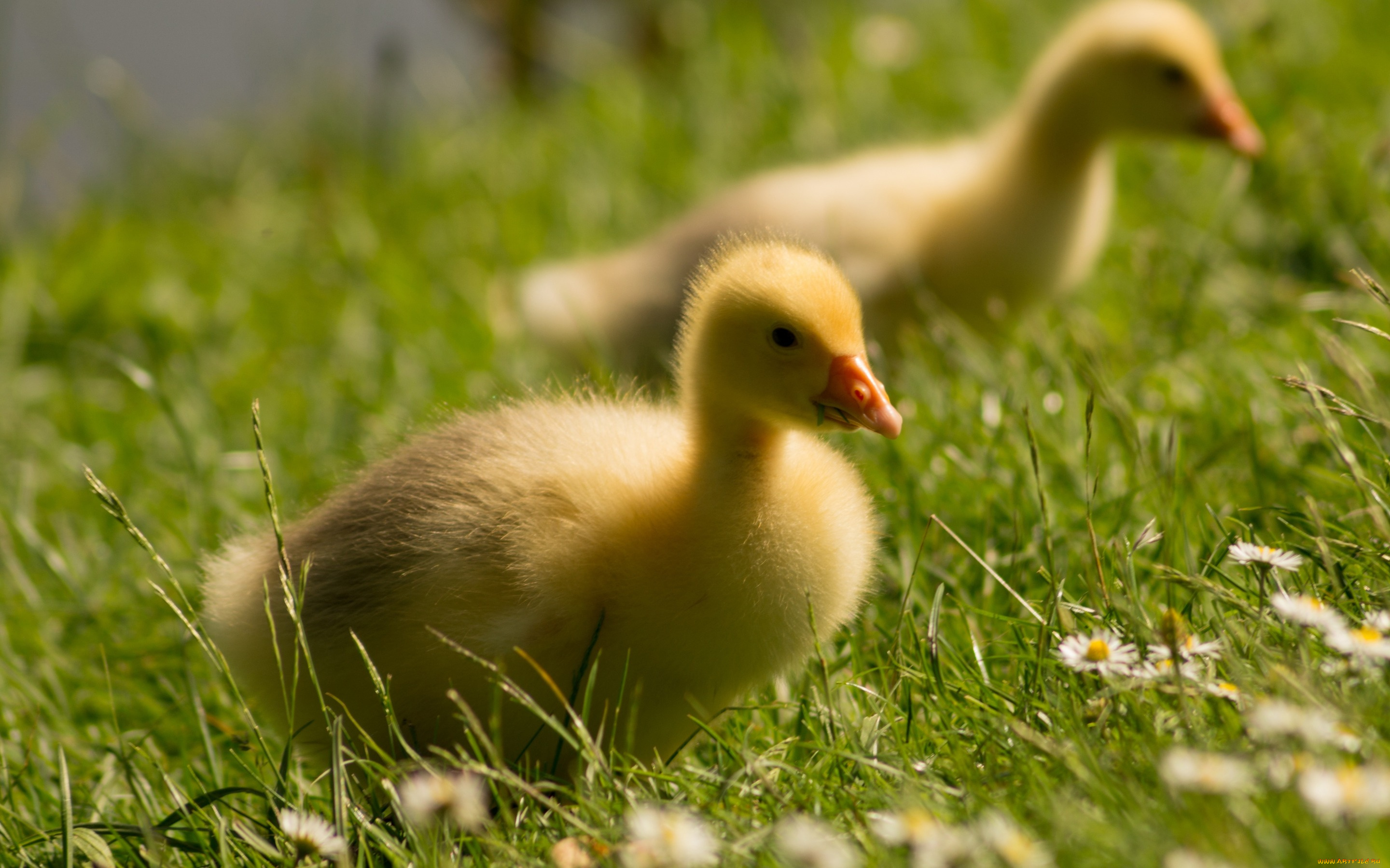 животные, гуси, птицы, детеныши, берег, гусёнок, гусята, гусь, парочка, поле, гусенок, ромашки, трава, малыши, лужайка, цветы, птенцы, лето, луг