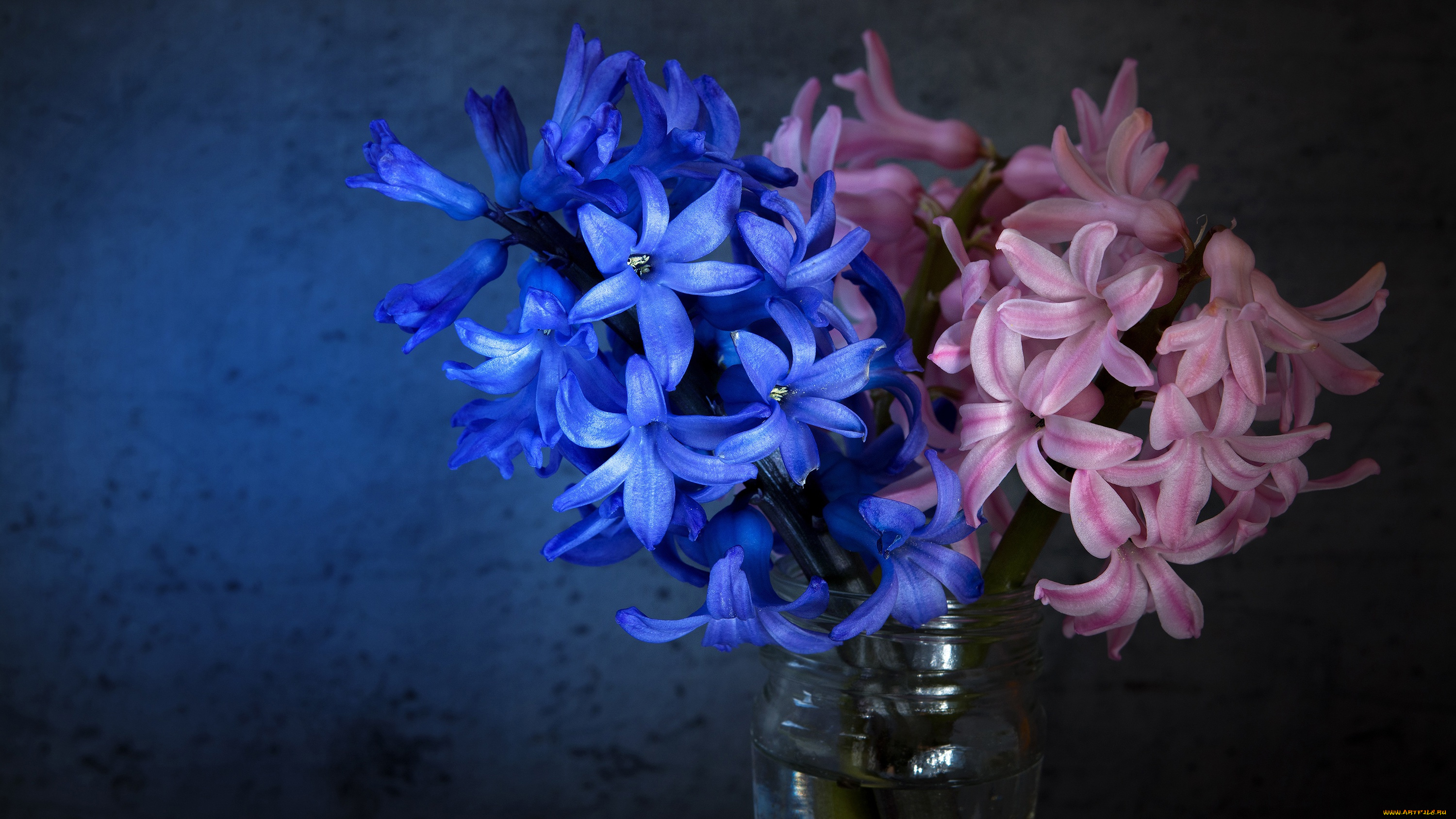 цветы, глициния, фон, свет, синие, банка, букет, композиция, натюрморт, гиацинты, розовые, темный