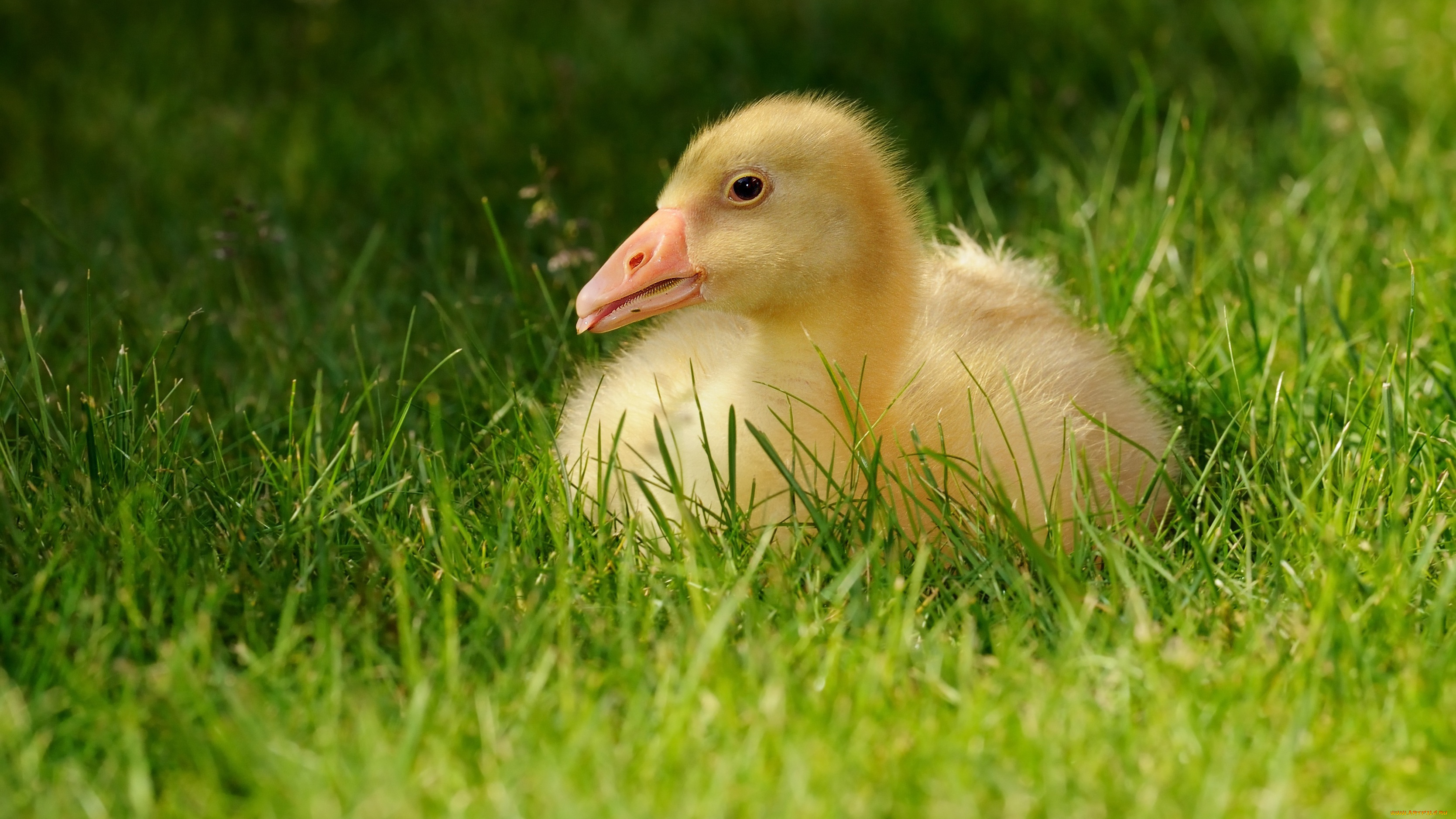 животные, гуси, зелень, гусь, фауна, птенец, желтый, гусёнок, птица, лето, птицы, трава, язык, лежит, гусенок, малыш, природа
