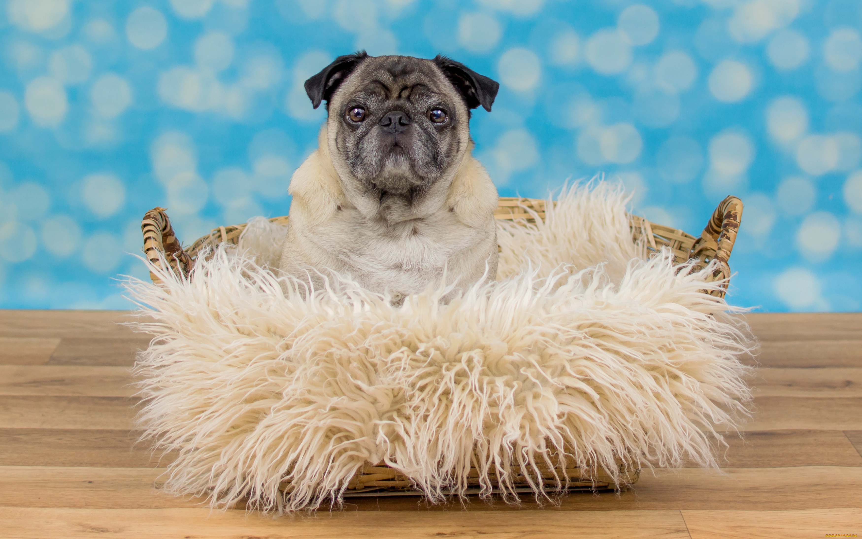 животные, собаки, собака, взгляд, пёсик, портрет, лежит, пол, голубой, фон, боке, мех, мордашка, корзина, грустный, мопс