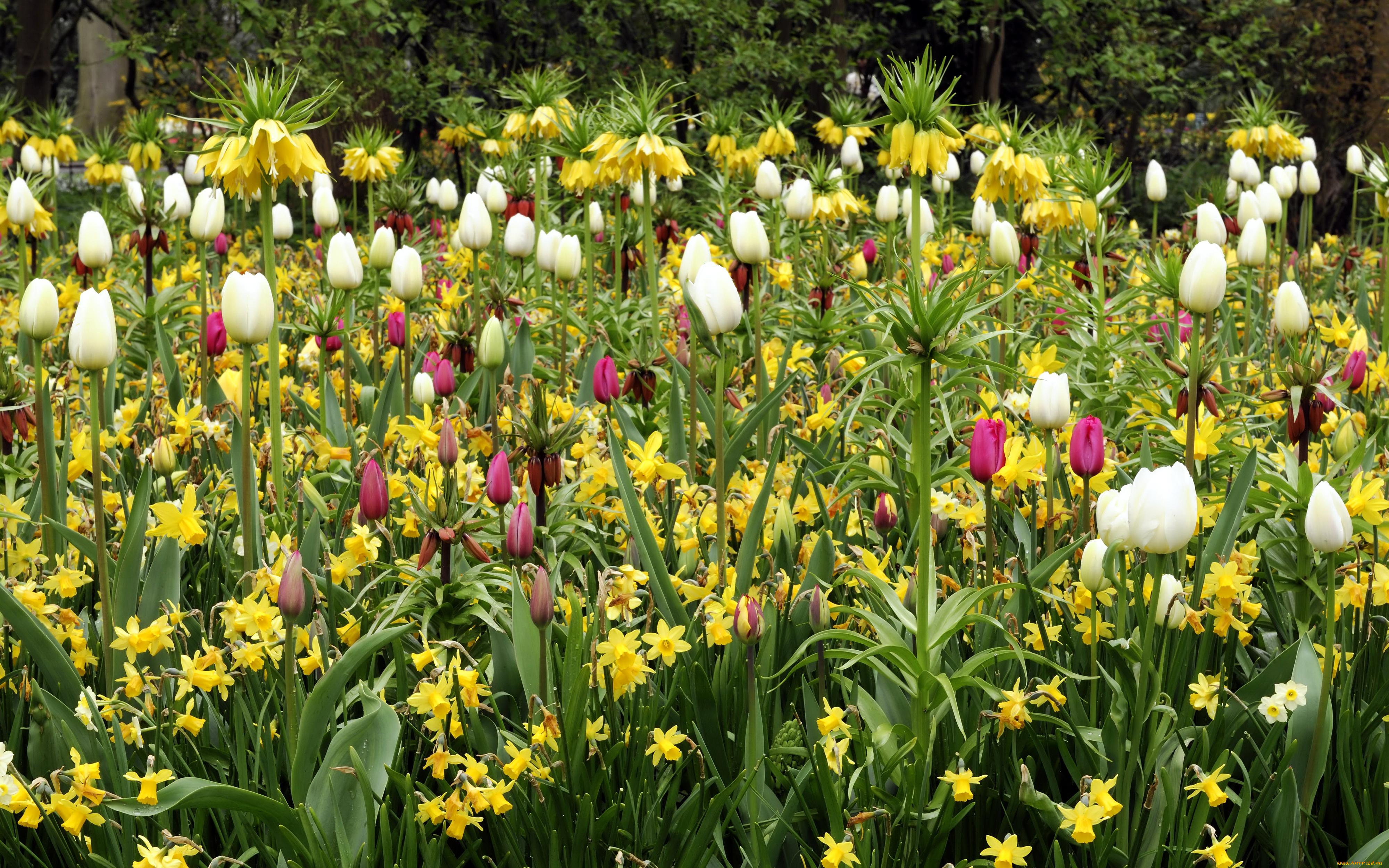 цветы, разные, вместе, тюльпаны, красные, белые, желтые, лилии, нарциссы