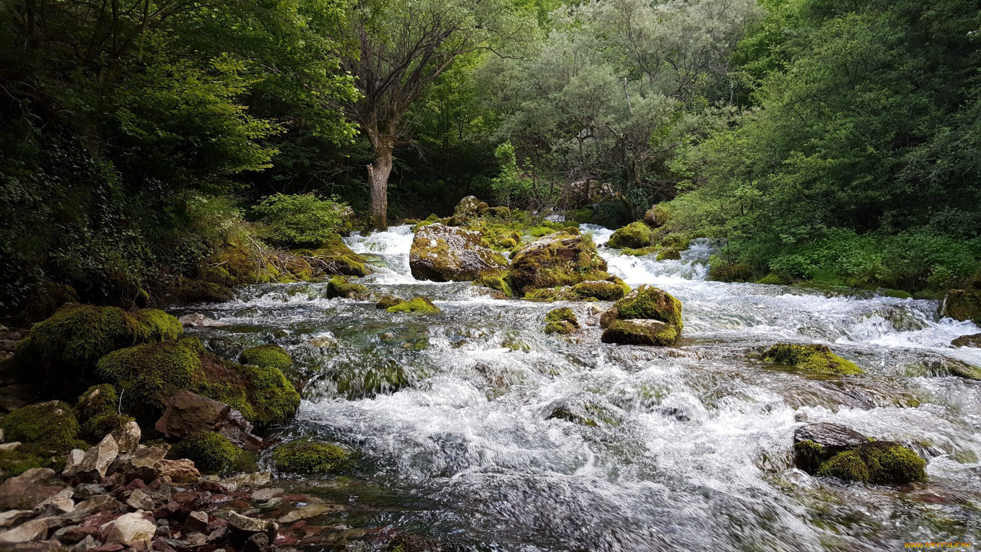 природа, реки, озера, лес, река