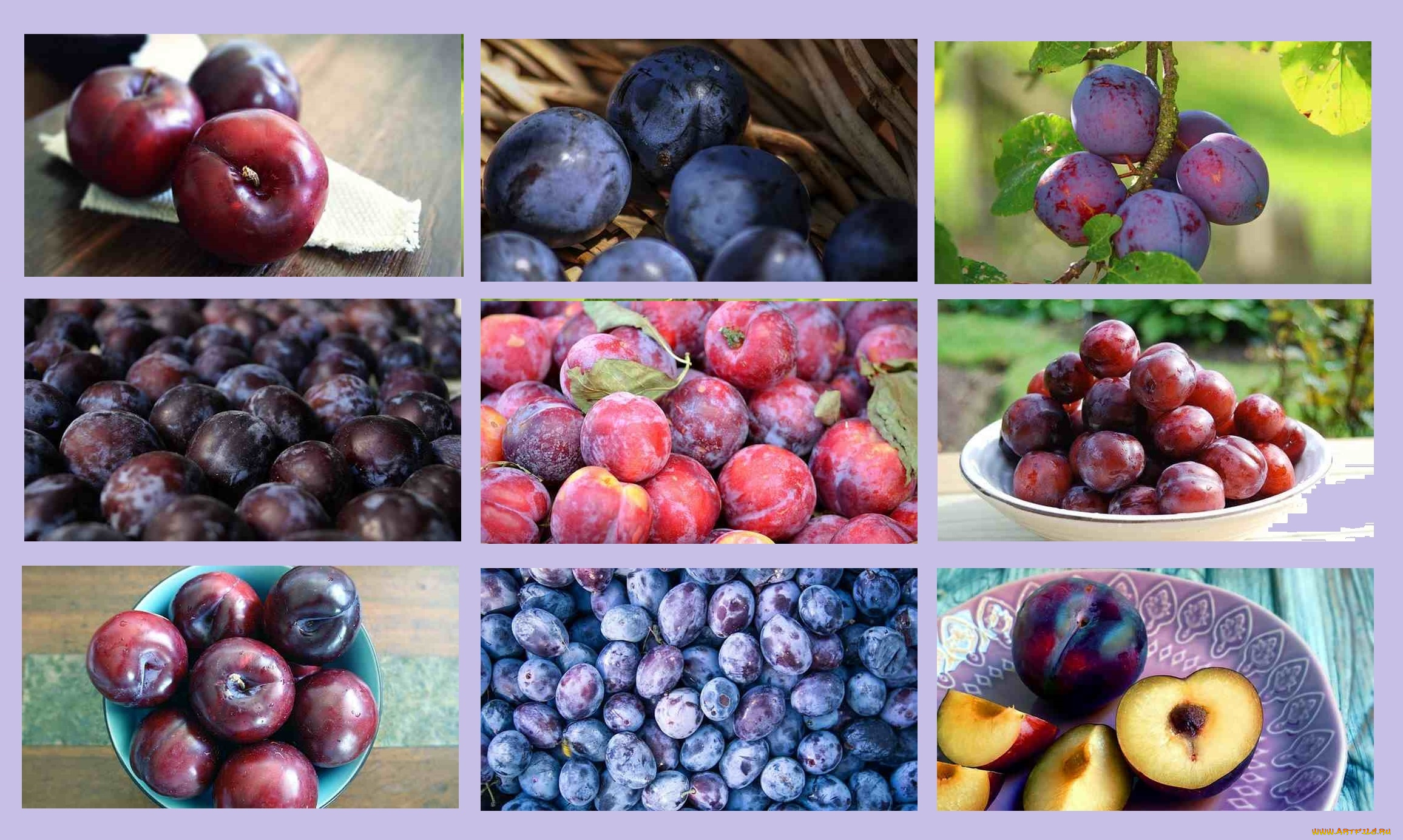 еда, персики, , сливы, , абрикосы, коллаж, сливы, ассорти