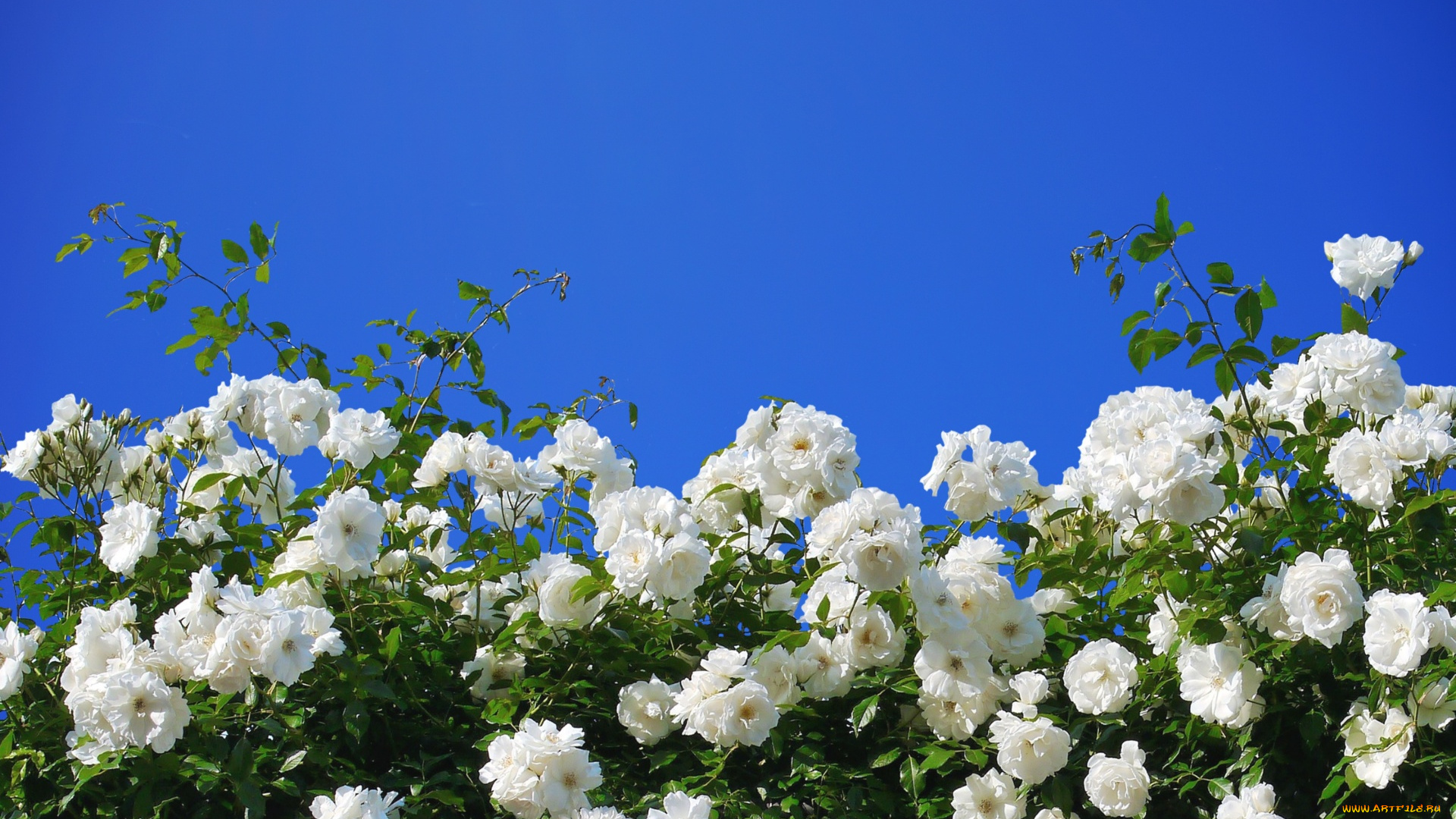 цветы, розы, розовый, куст, белые