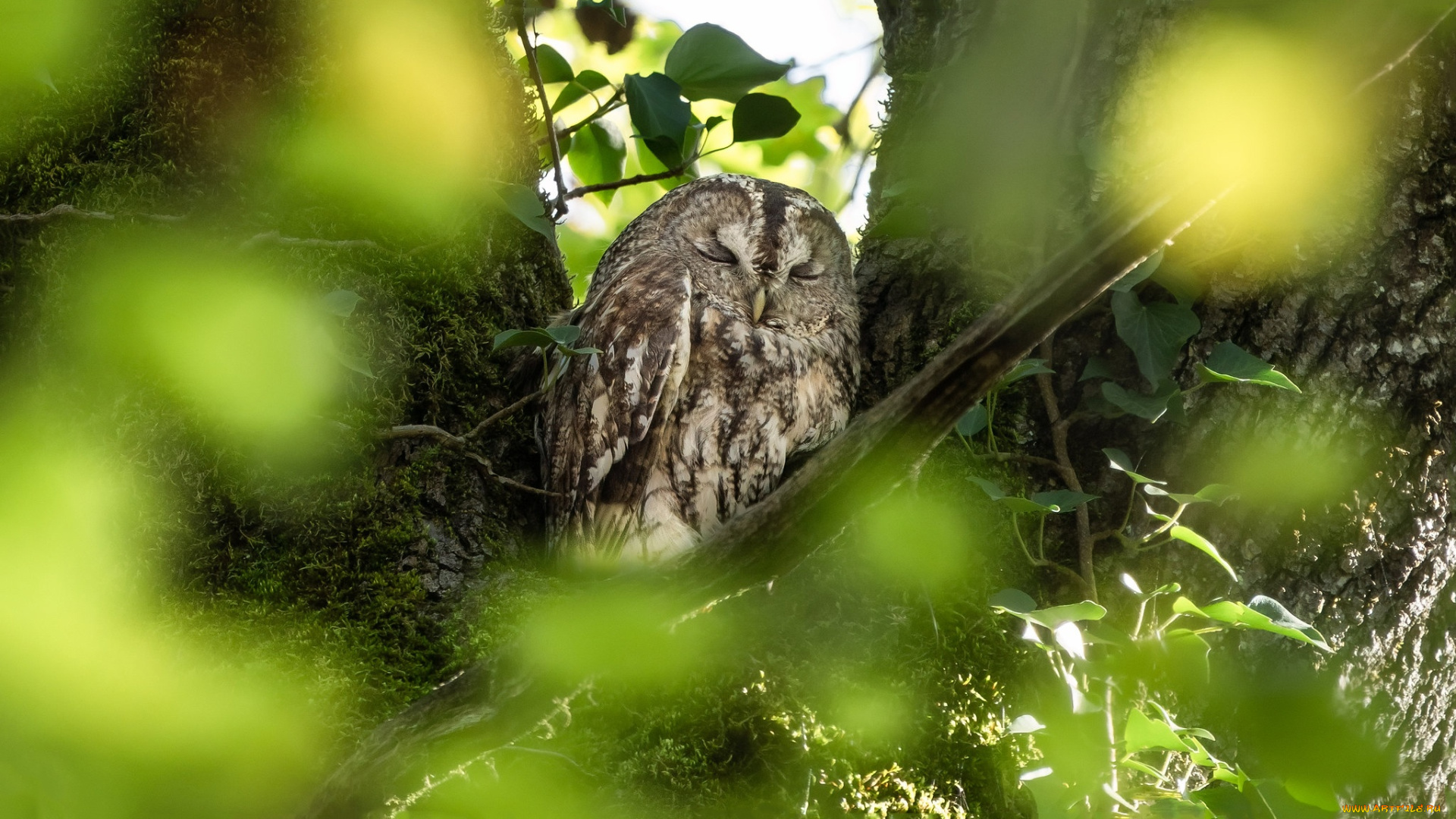 красота, животные, совы, ветки, дерево, сова, птица, листва, сон, спит, боке