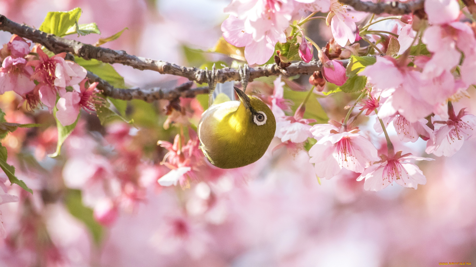 животные, белоглазки, птица