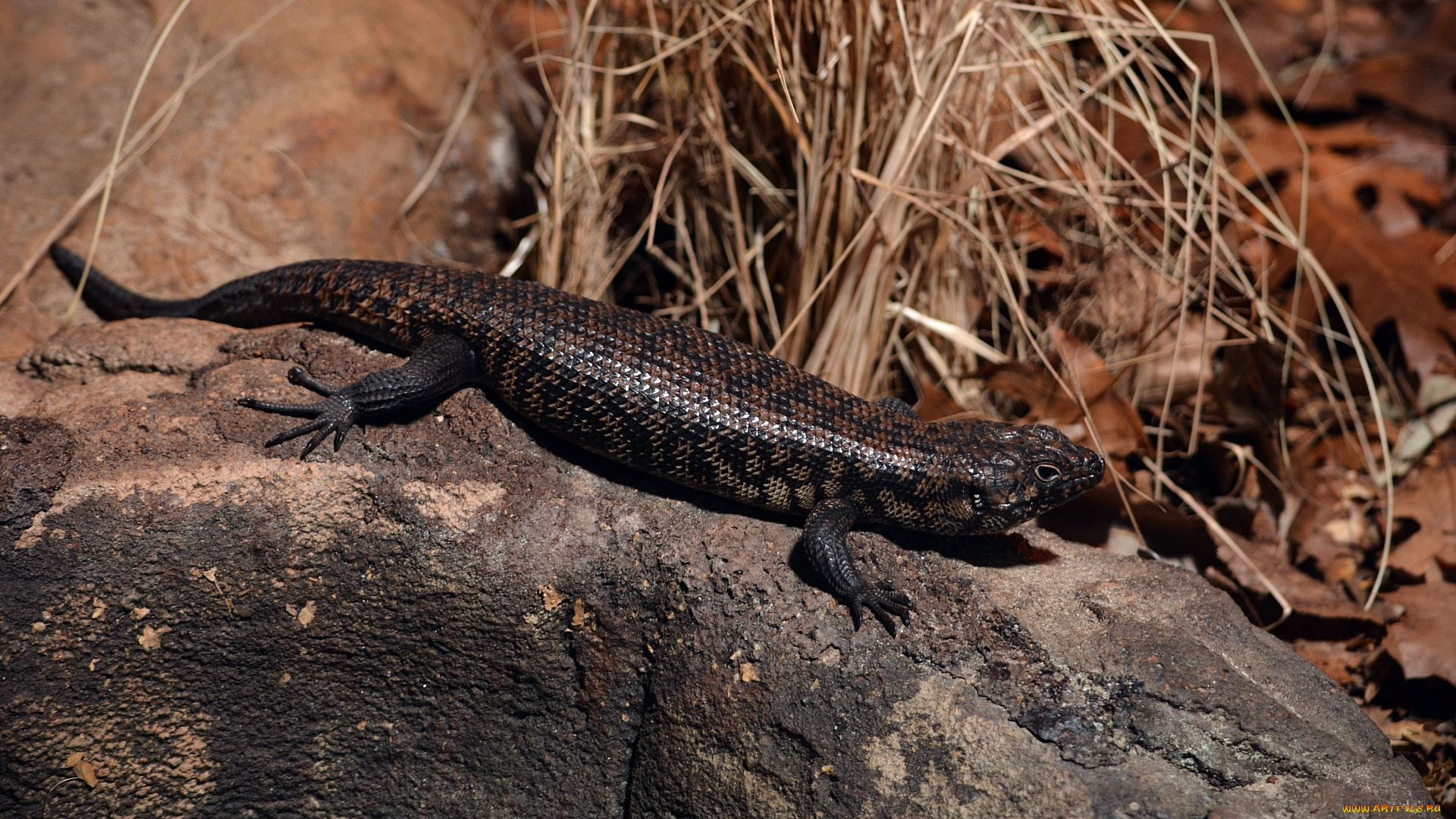 животные, ящерицы, , игуаны, , вараны, ящерица