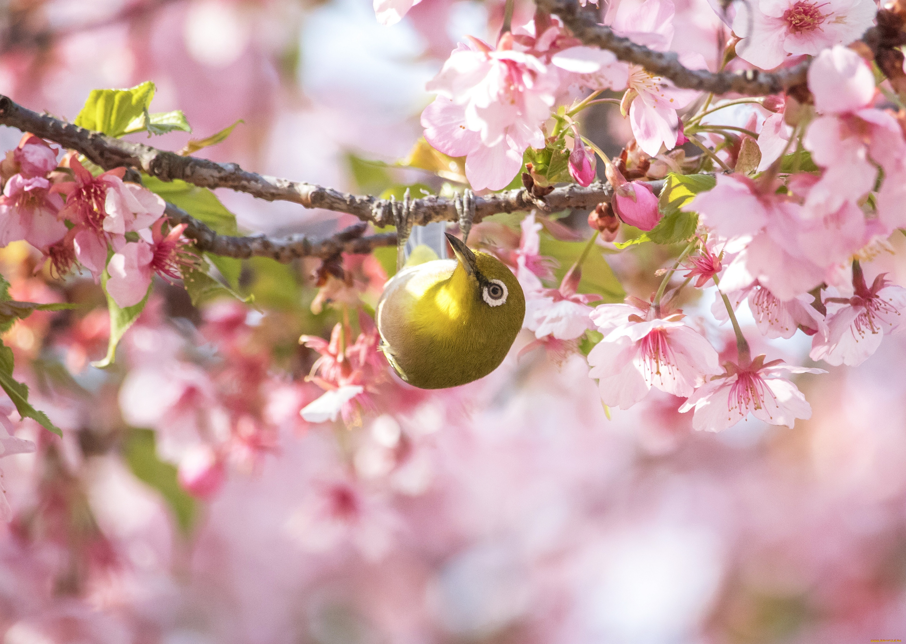животные, белоглазки, птица