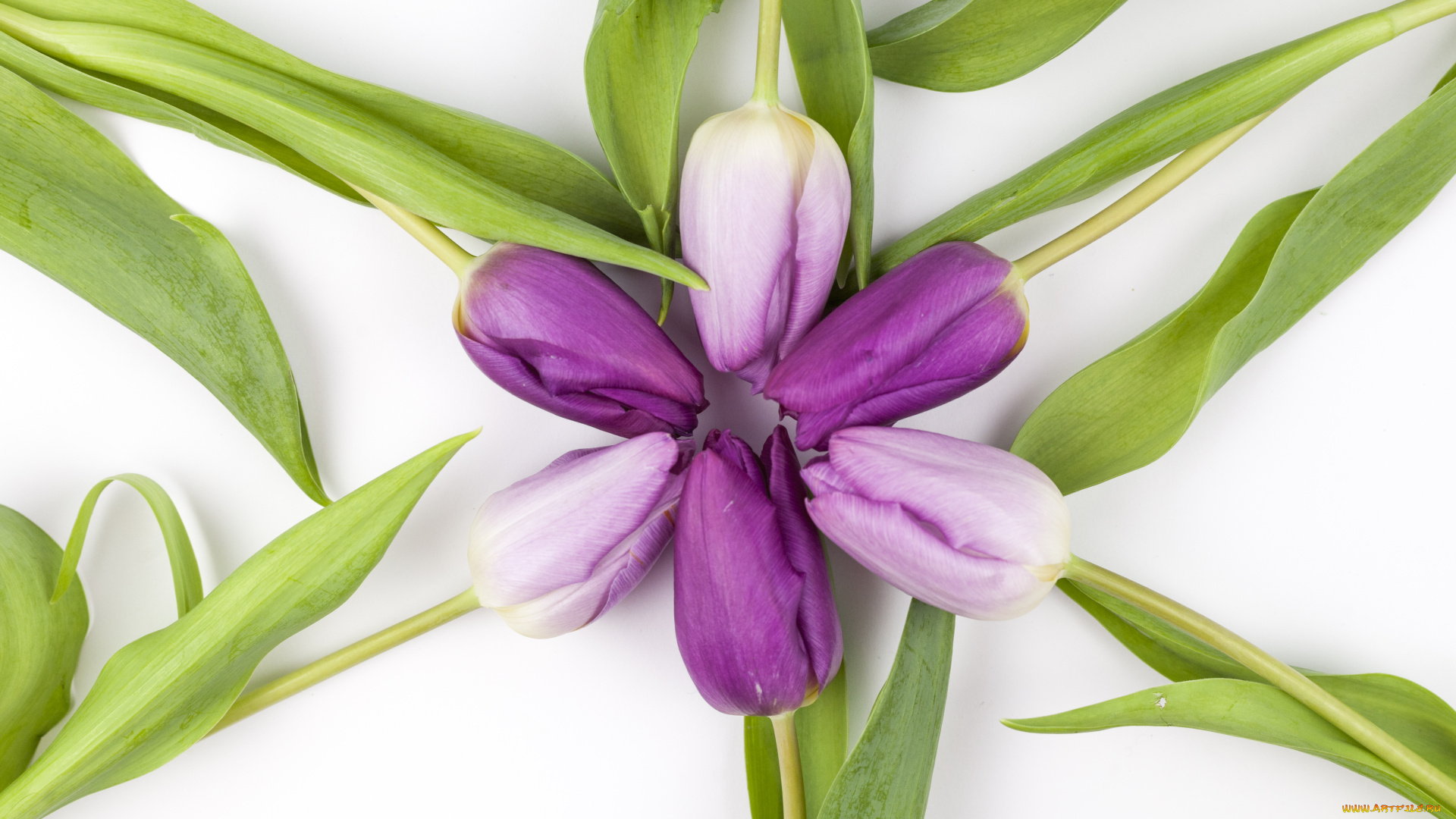 цветы, тюльпаны