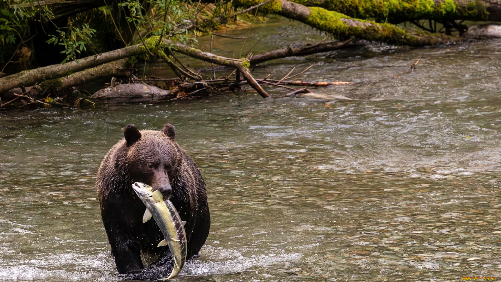 alaska, животные, медведи