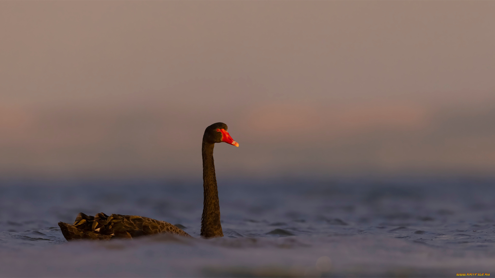 black, swan, животные, лебеди, black, swan