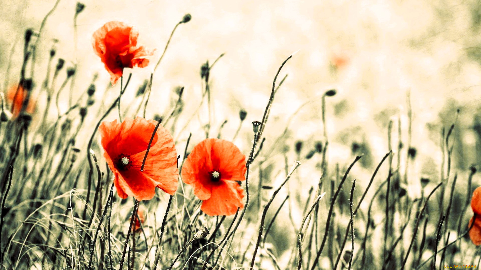 цветы, маки, трава, луг