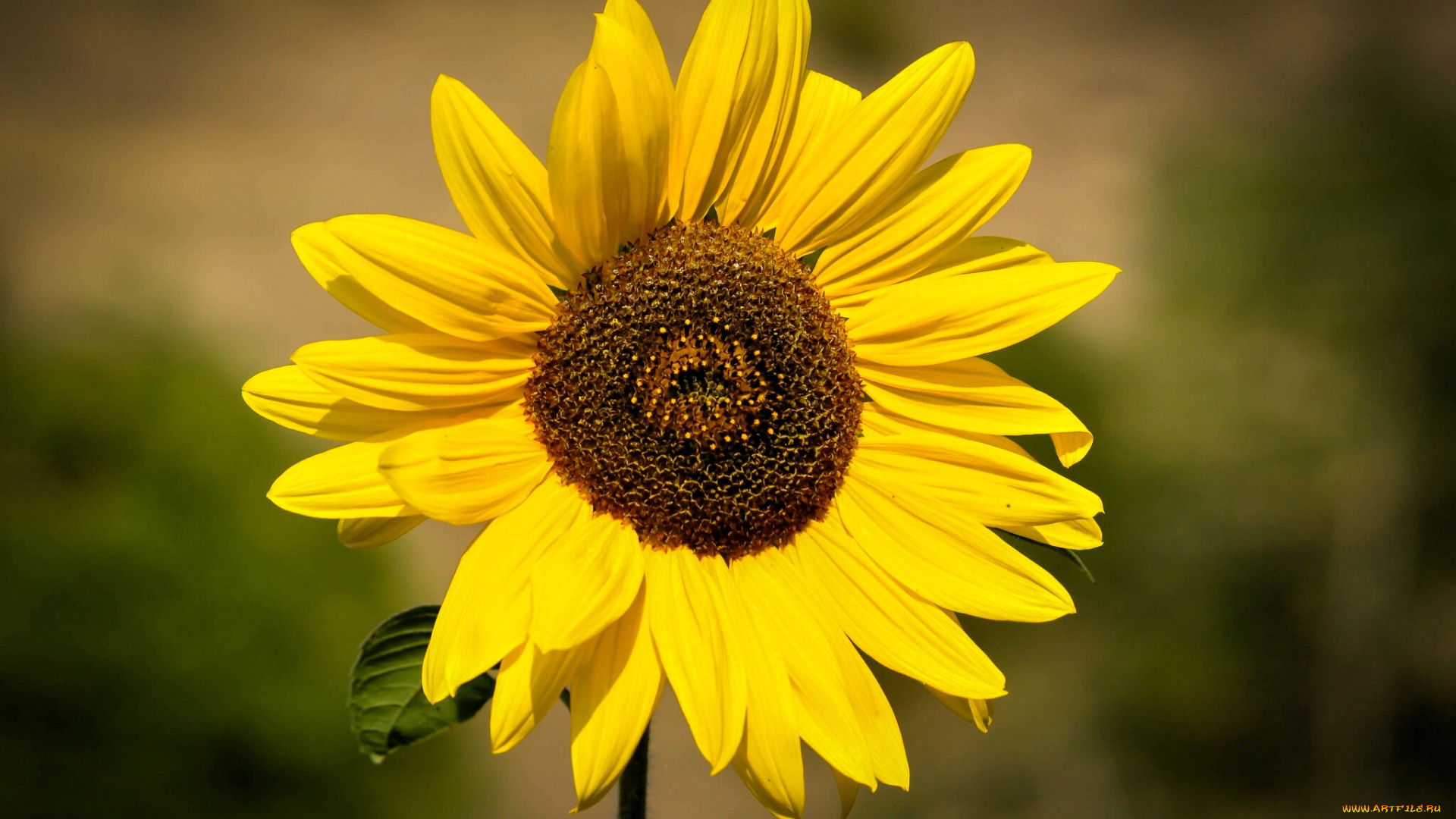 цветы, подсолнухи, подсолнух, желтый, листок