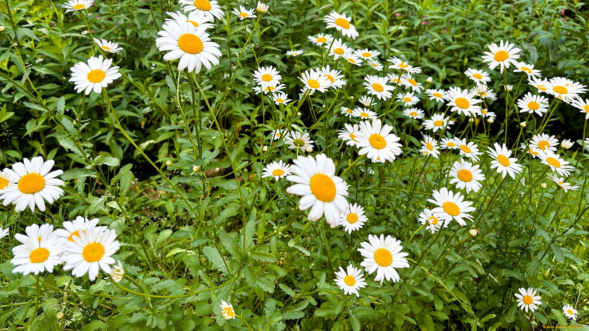 цветы, ромашки, зелень