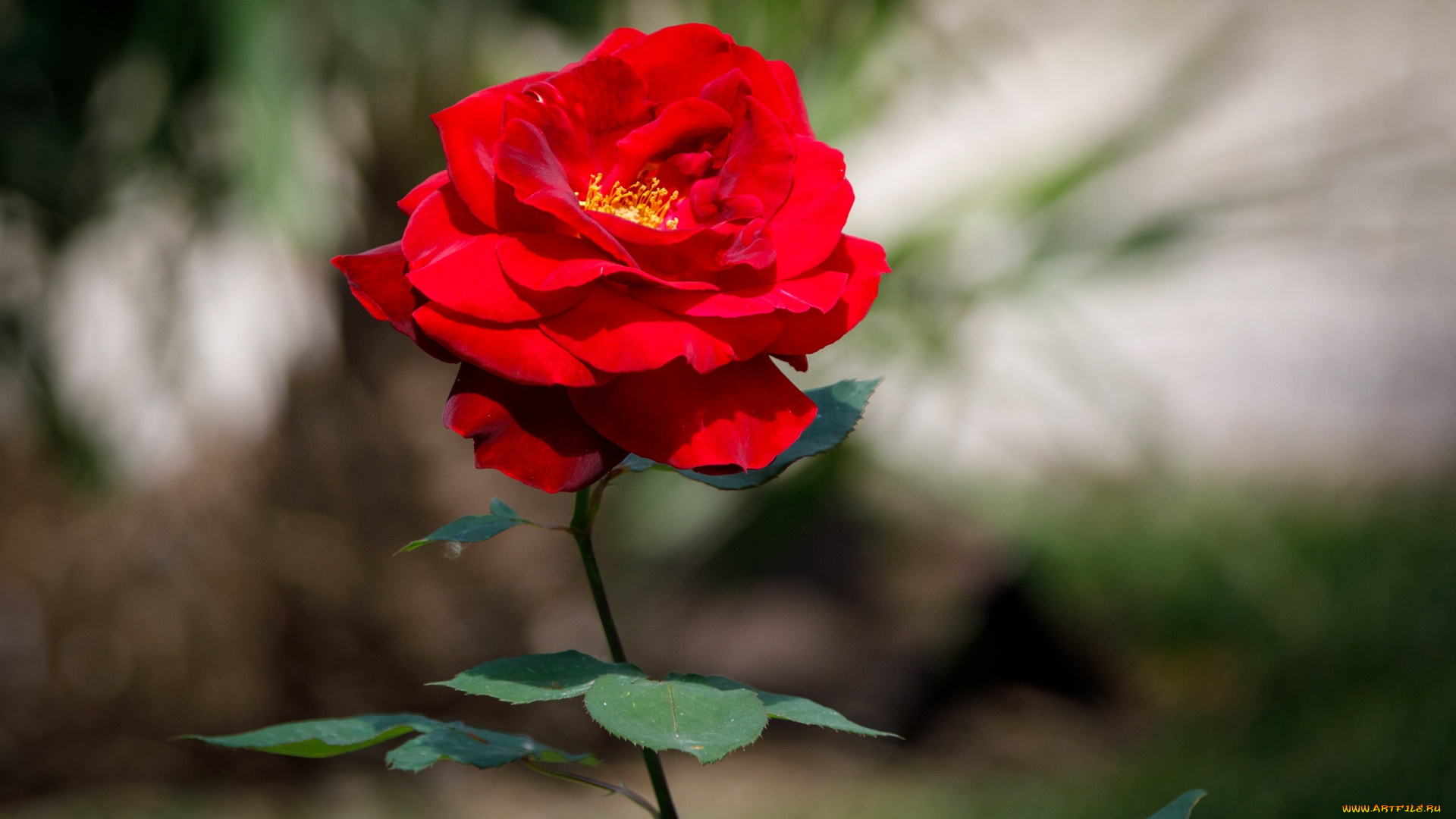 цветы, розы, алая, роза, макро