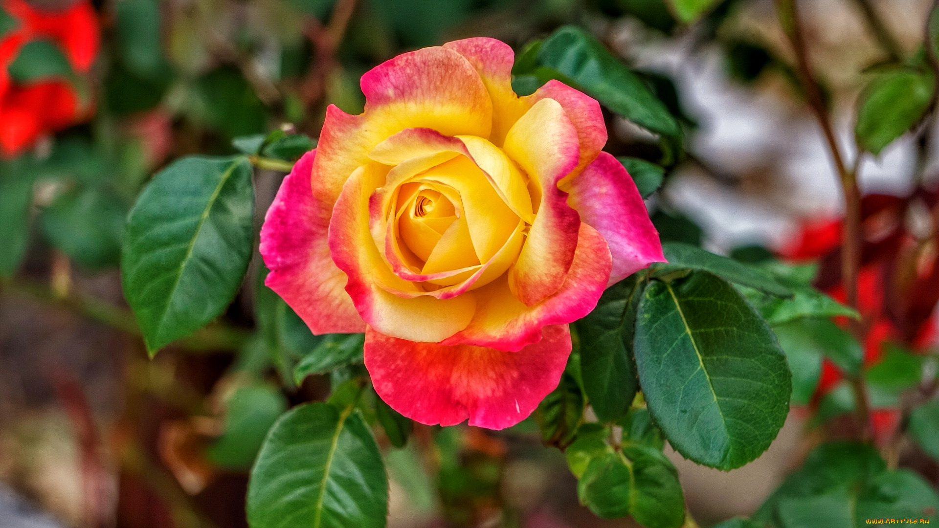 цветы, розы, двухцветная, роза, макро