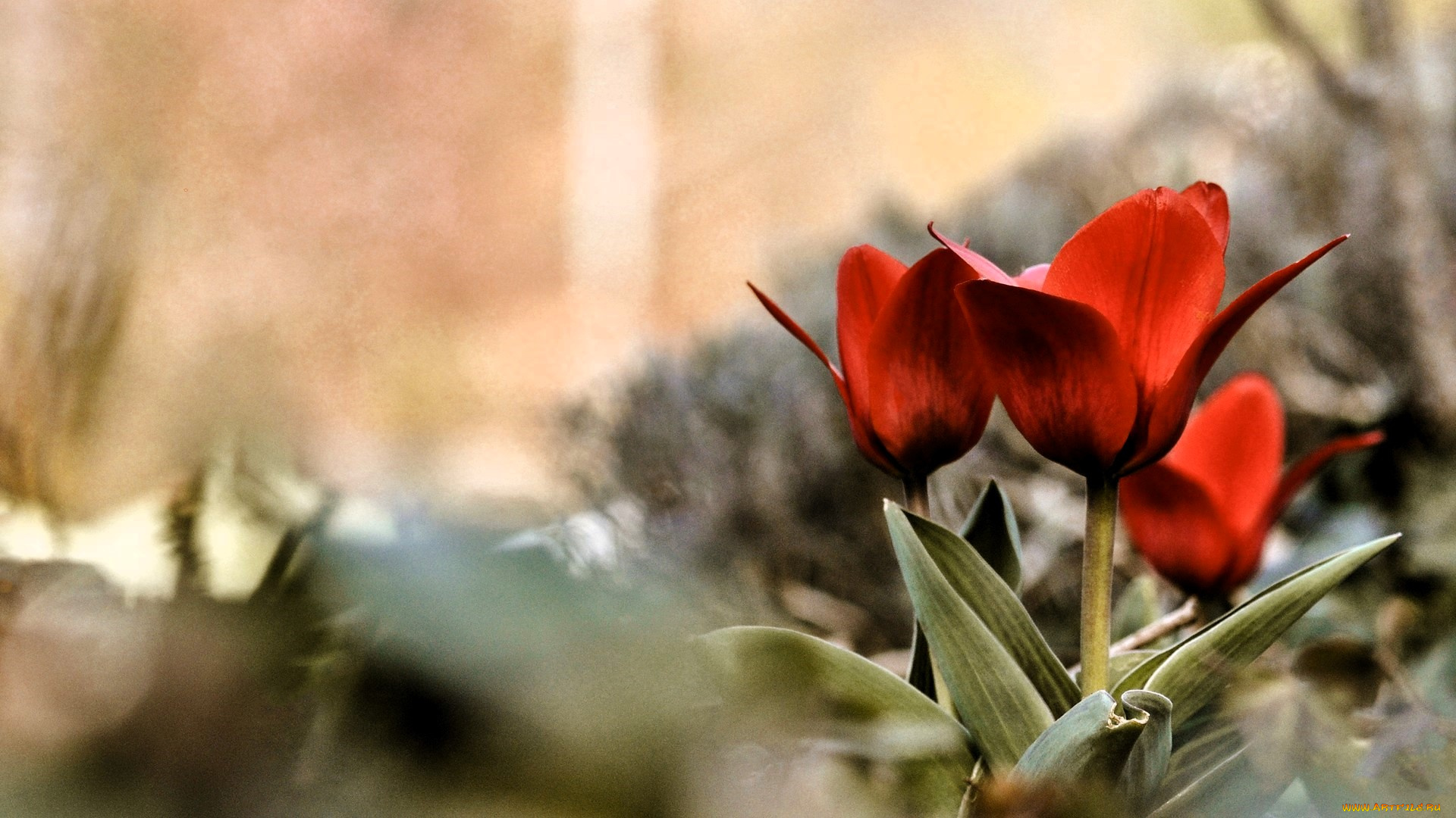 цветы, тюльпаны, красные, листья
