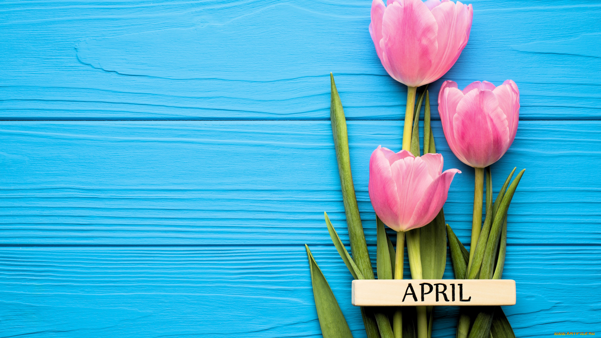 цветы, тюльпаны, розовые, табличка, апрель