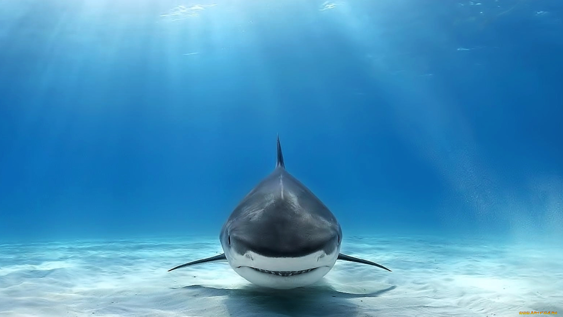 great, white, shark, животные, акулы, great, white, shark