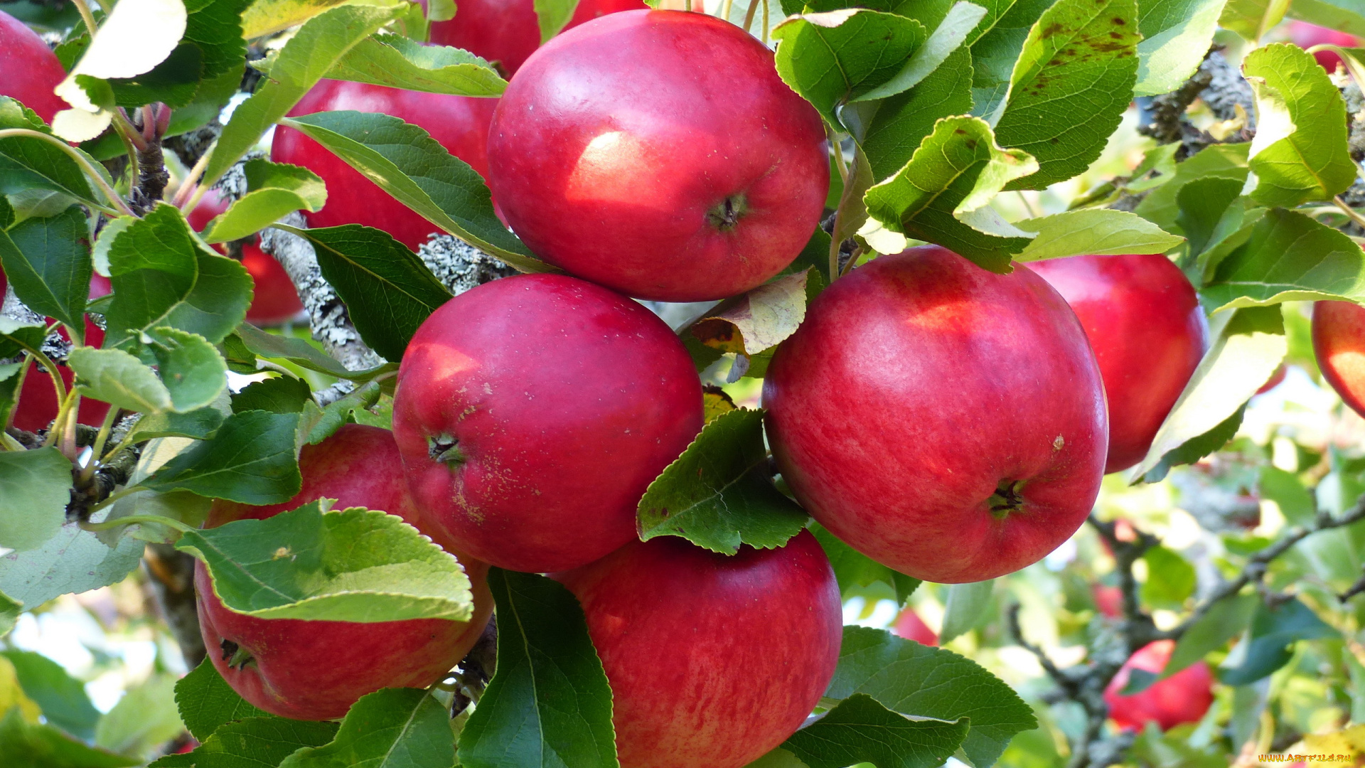 природа, плоды, яблоки