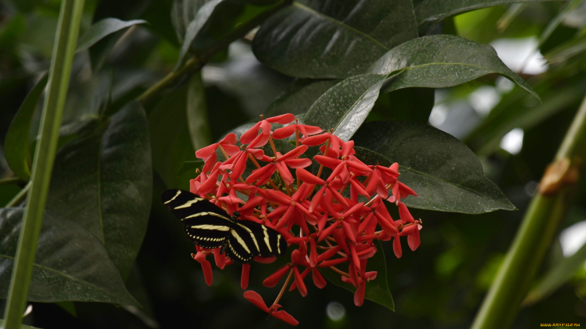 zebra, longwing, butterfly, животные, бабочки, , мотыльки, , моли, zebra, longwing, butterfly