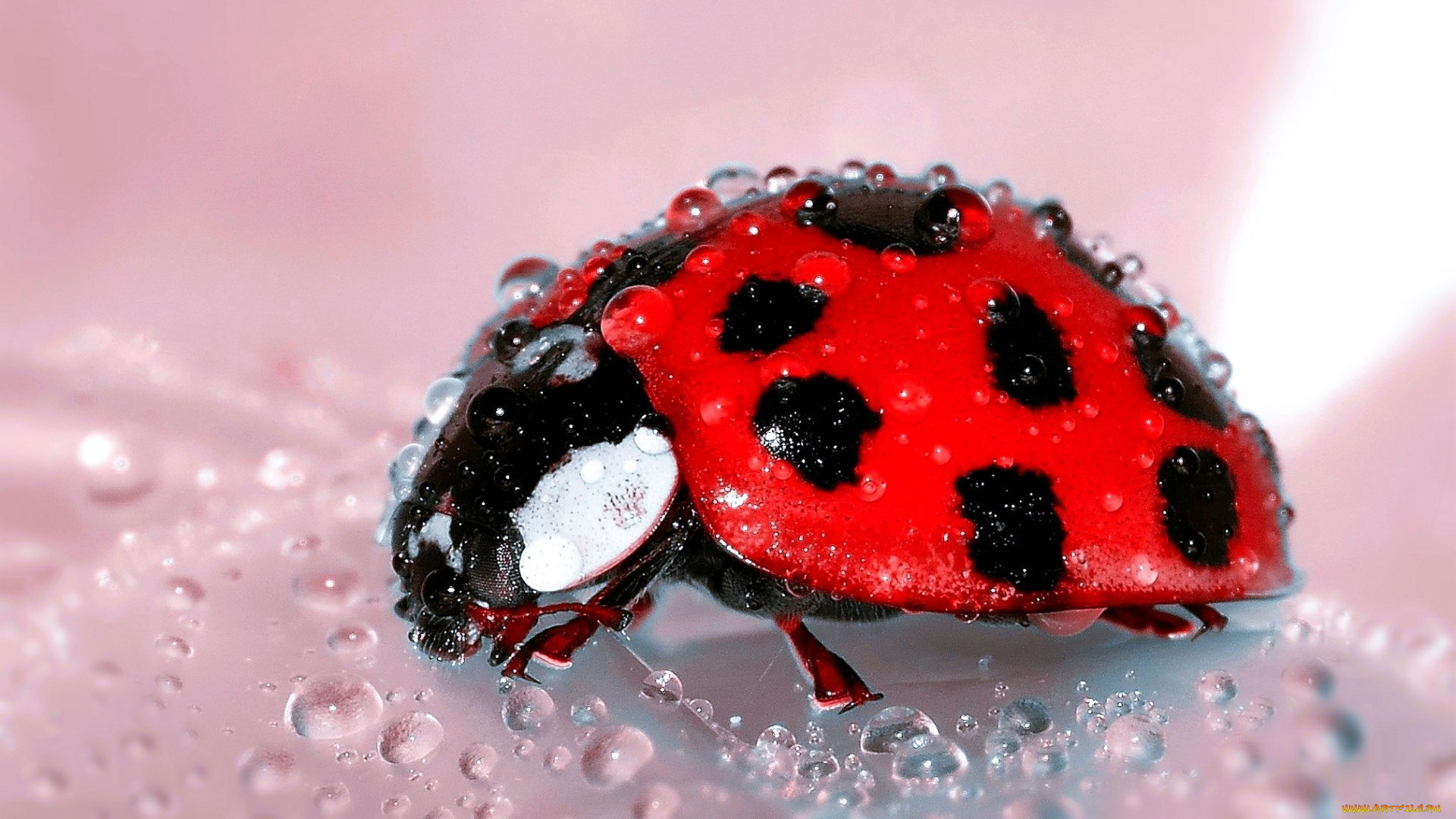 животные, божьи, коровки, божья, коровка, капли