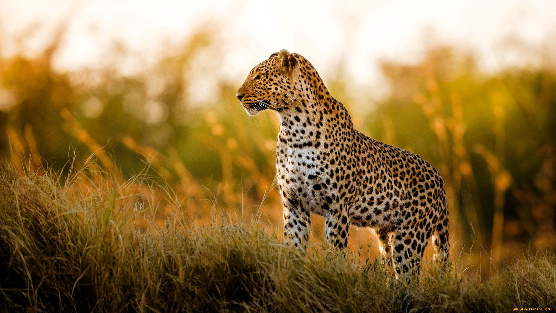 животные, леопарды, леопард, трава, саванна