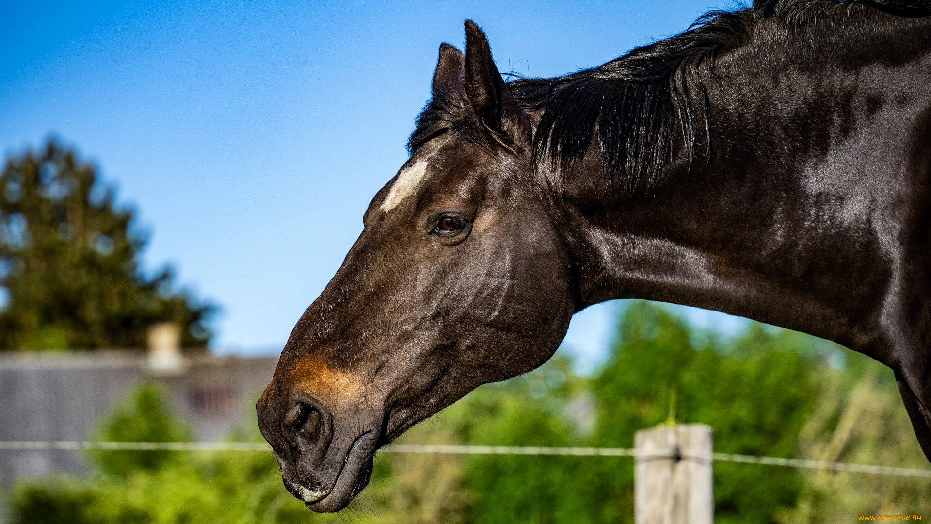 животные, лошади, лошадь, голова, деревня