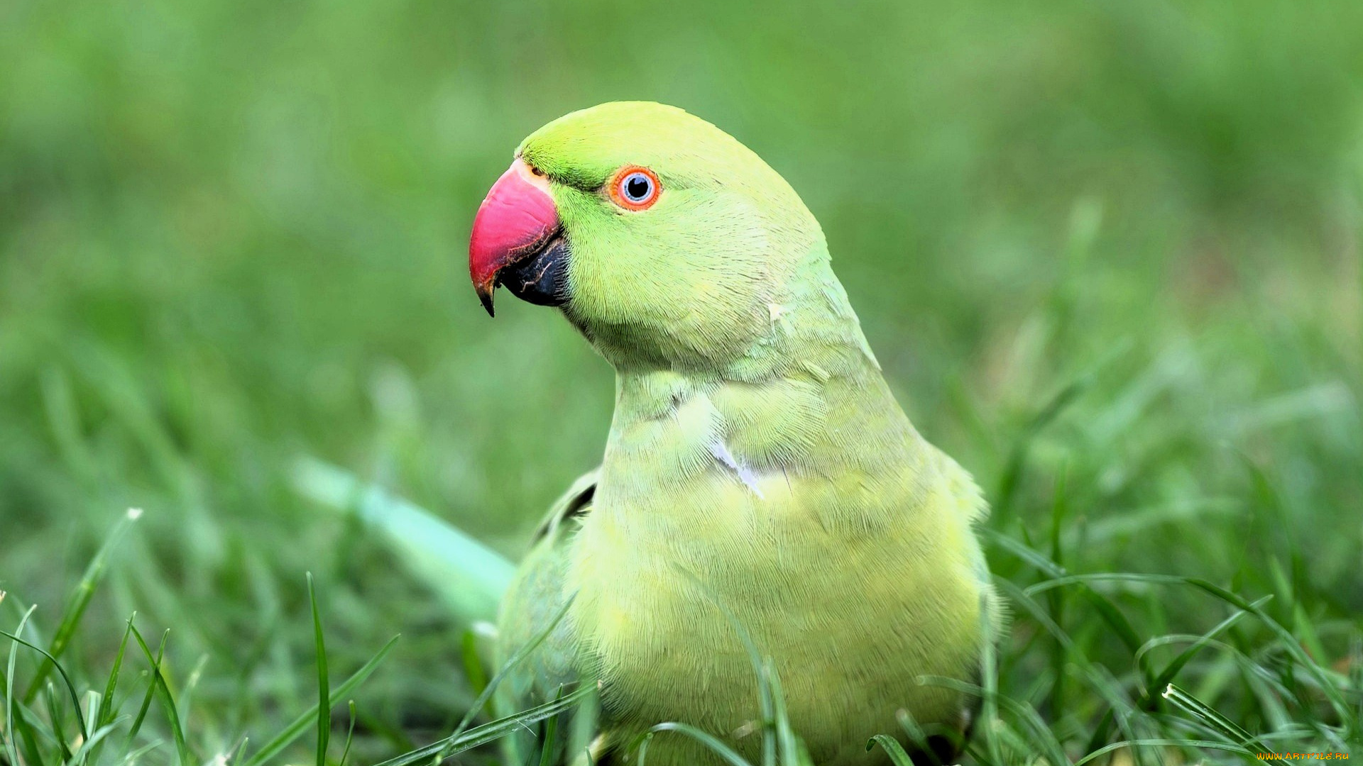 животные, попугаи, попугай, зеленый, трава