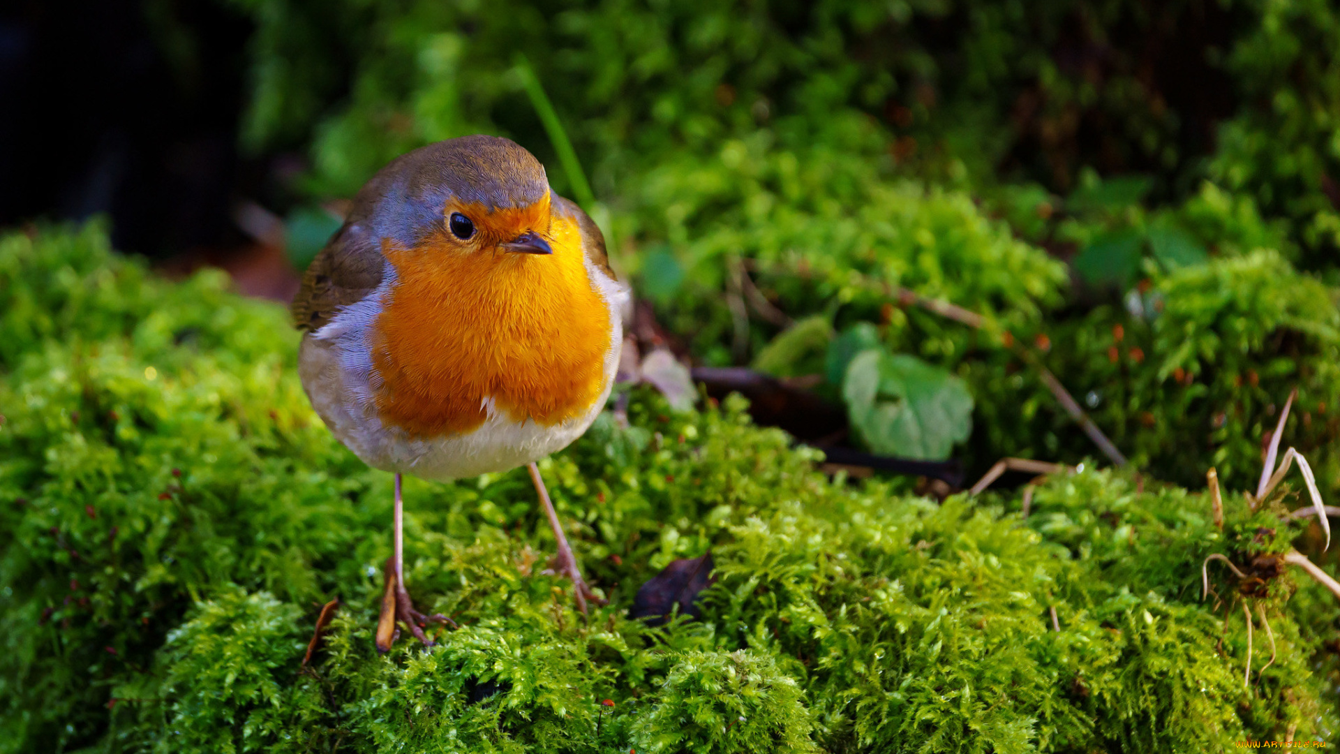 животные, синицы, , лазоревки, птица