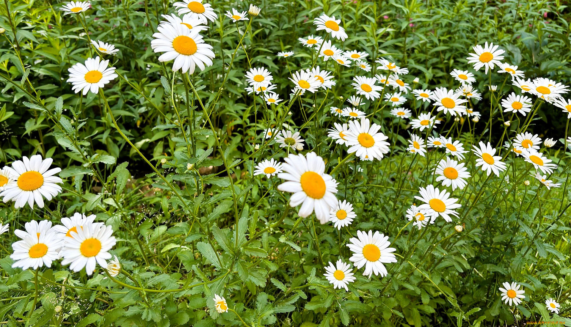цветы, ромашки, зелень