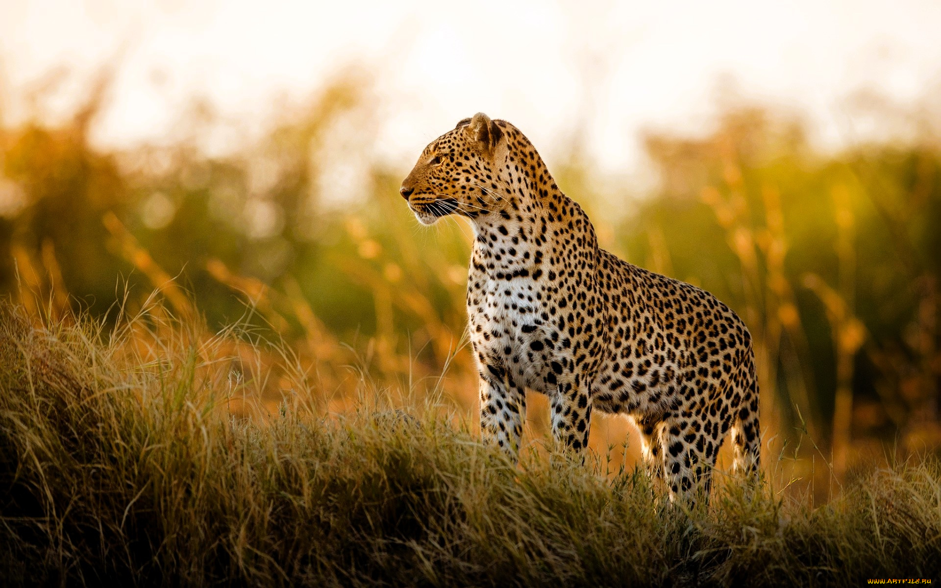 животные, леопарды, леопард, трава, саванна