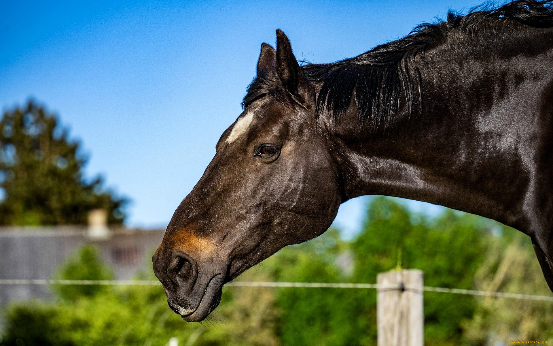 животные, лошади, лошадь, голова, деревня