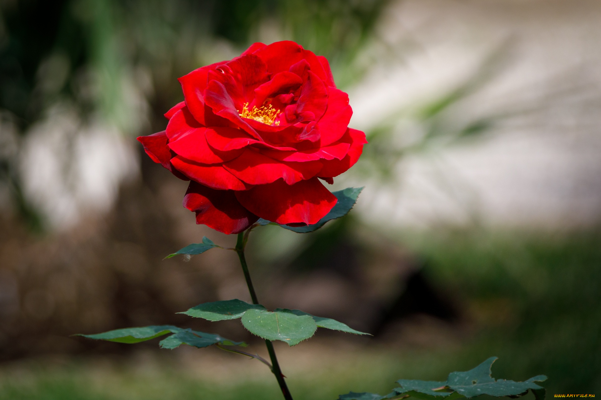 цветы, розы, алая, роза, макро