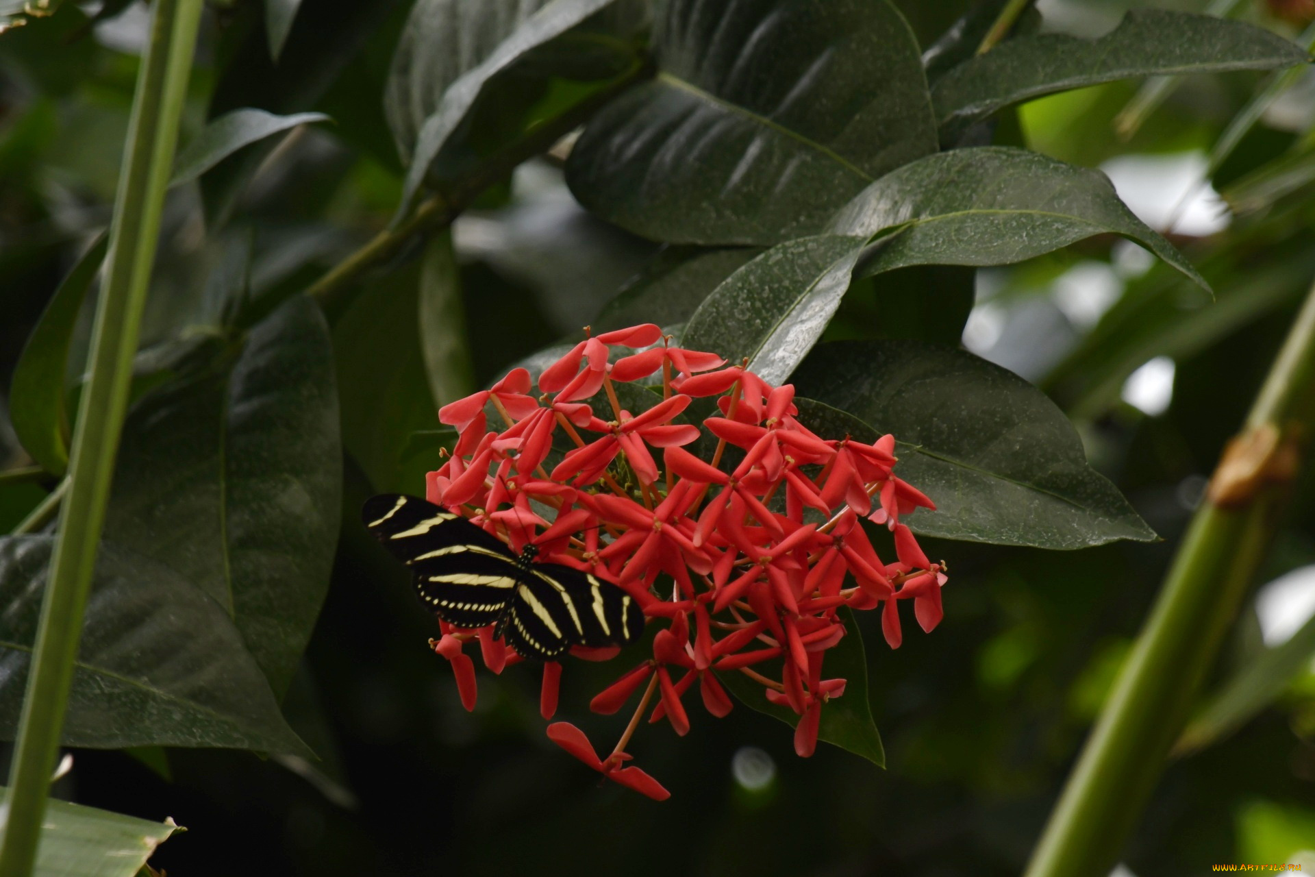 zebra, longwing, butterfly, животные, бабочки, , мотыльки, , моли, zebra, longwing, butterfly