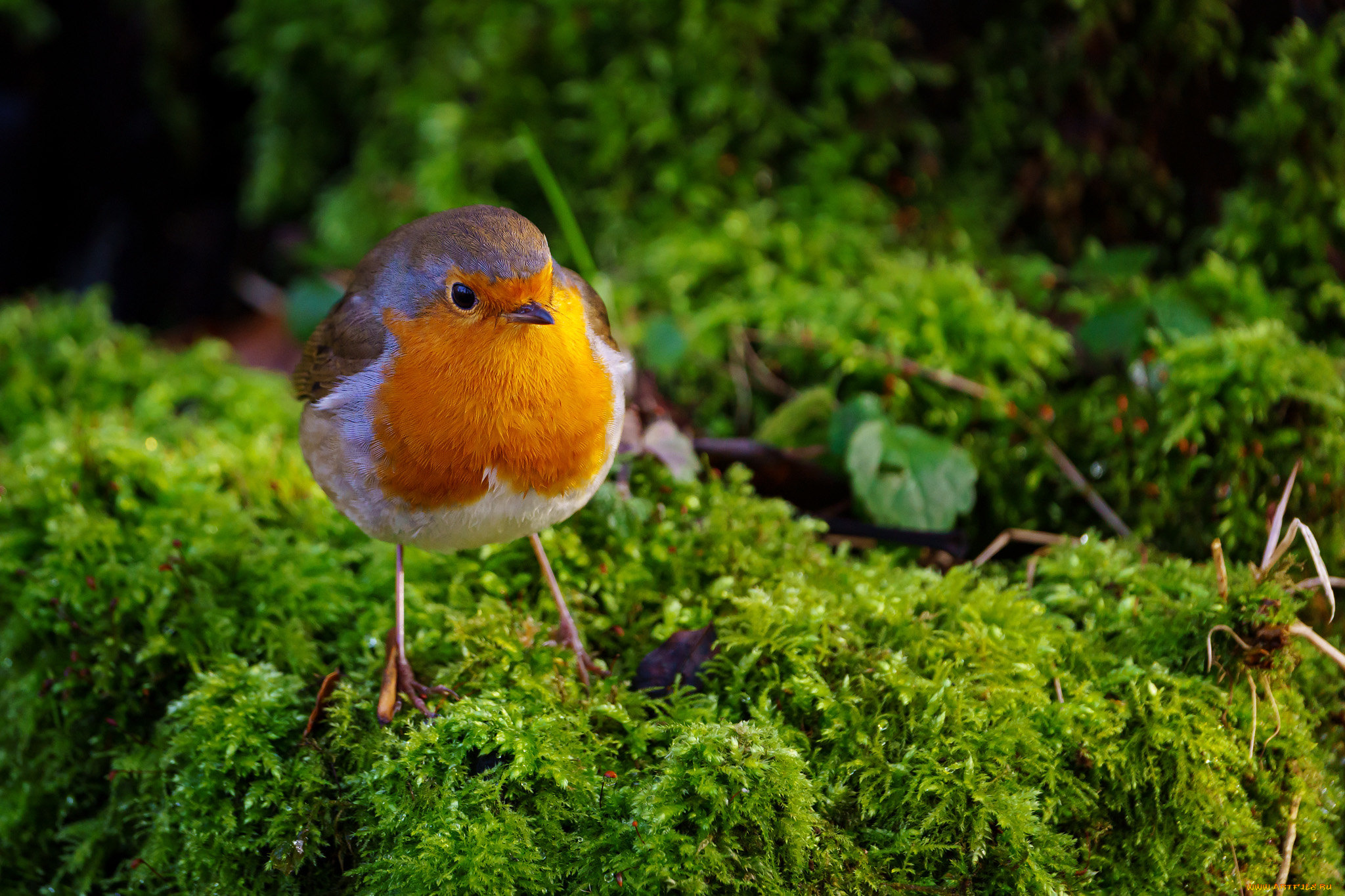 животные, синицы, , лазоревки, птица