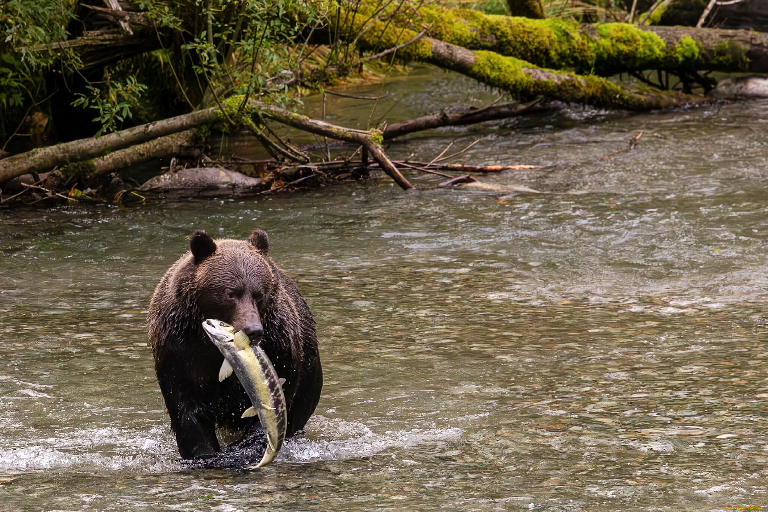 alaska, животные, медведи